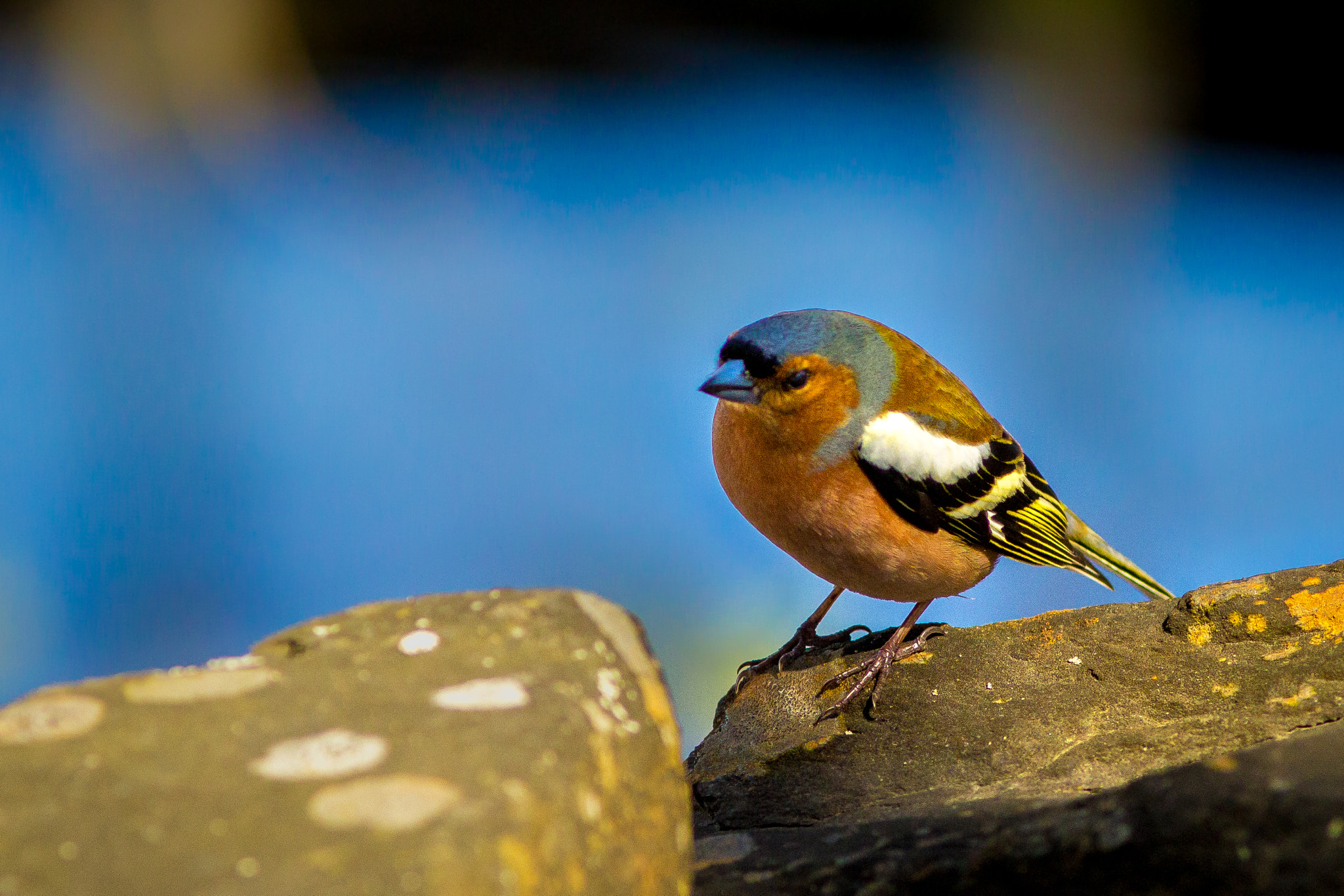 Canon EOS 600D (Rebel EOS T3i / EOS Kiss X5) + Canon EF 200mm F2.8L II USM sample photo. Chaffinch spring 2015 photography