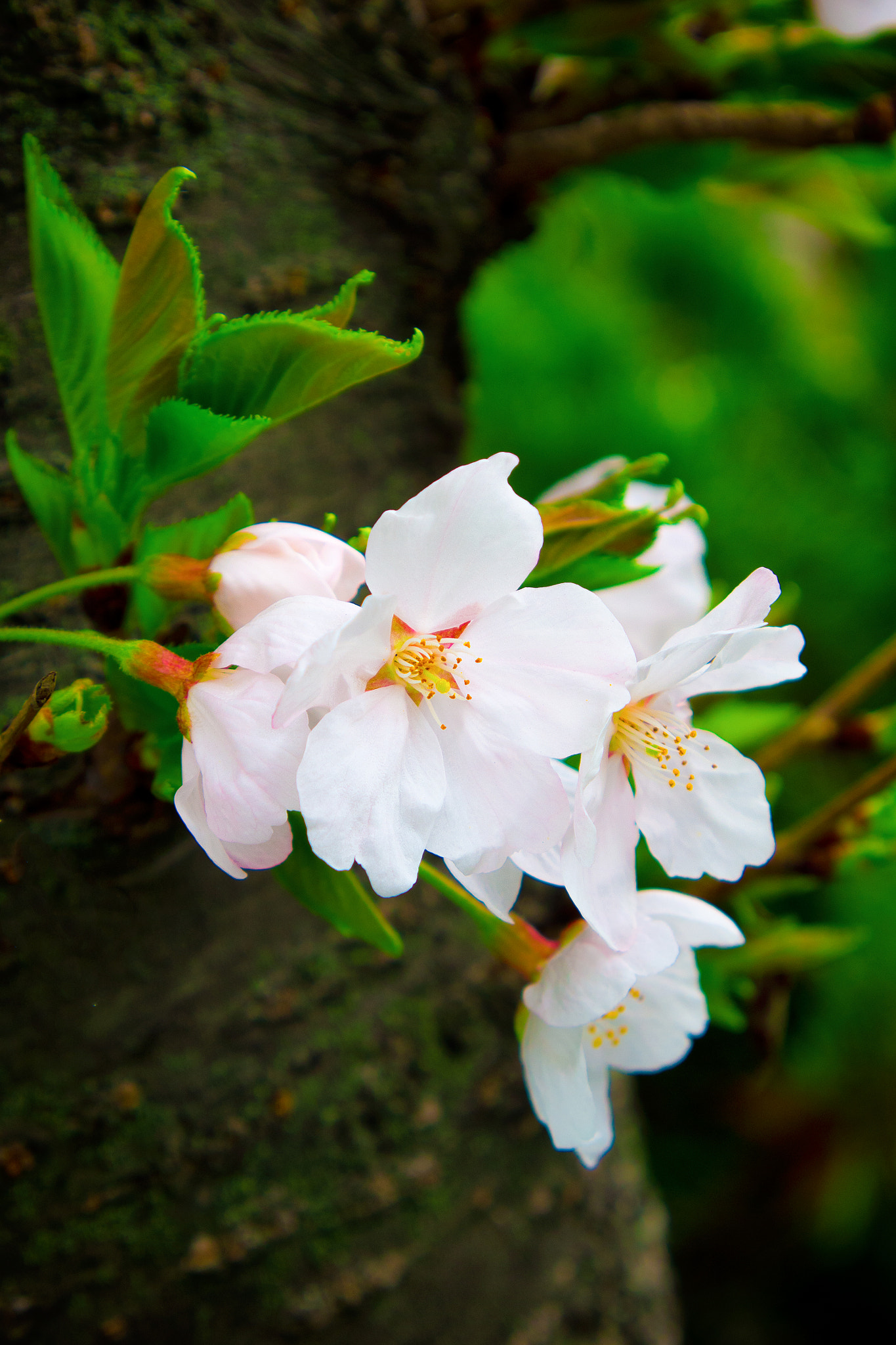 Olympus PEN E-P5 sample photo. Cherry blossom photography