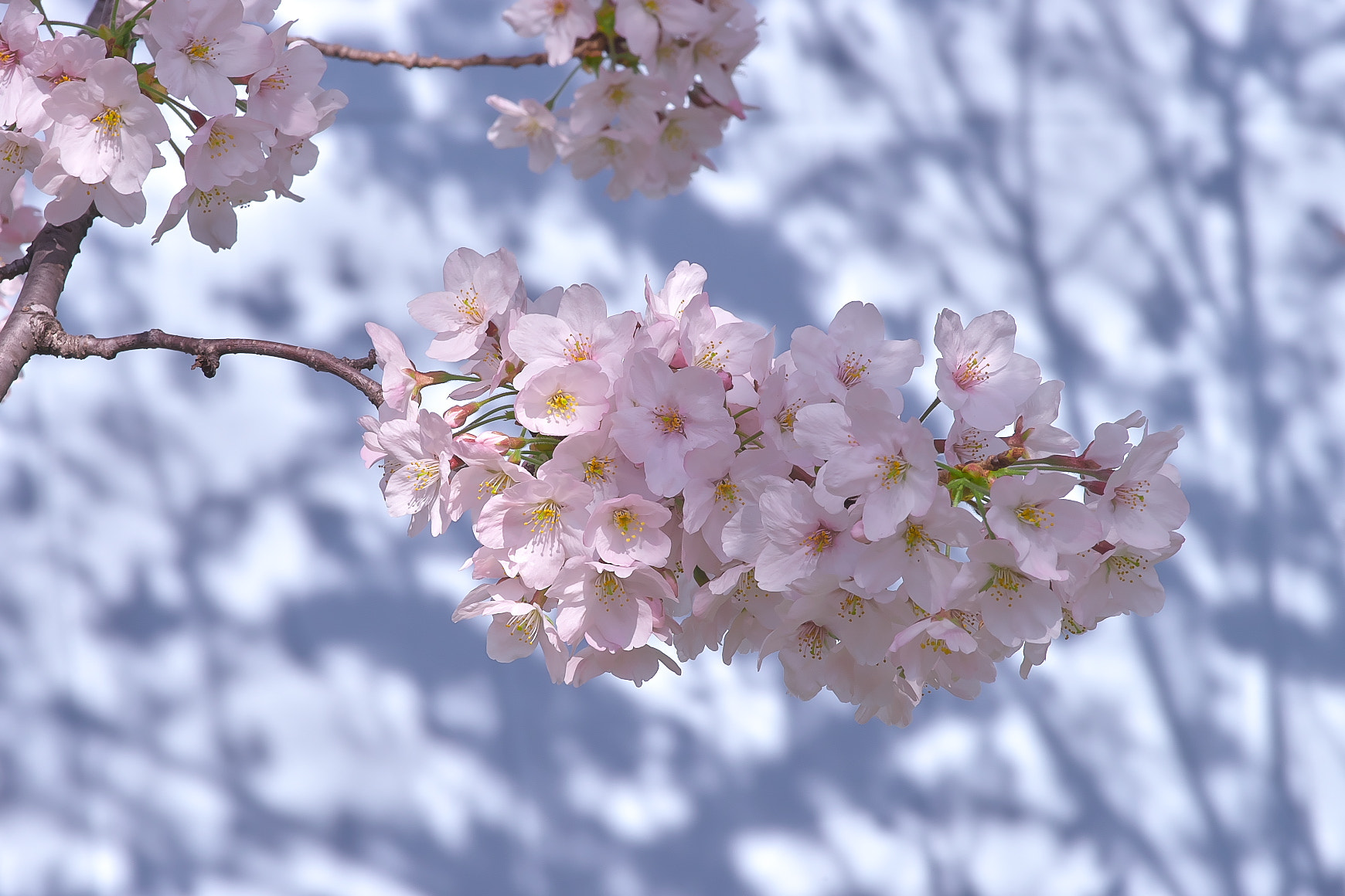 Sony a7 + 135mm F2.8[T4.5] STF sample photo. Cherry photography