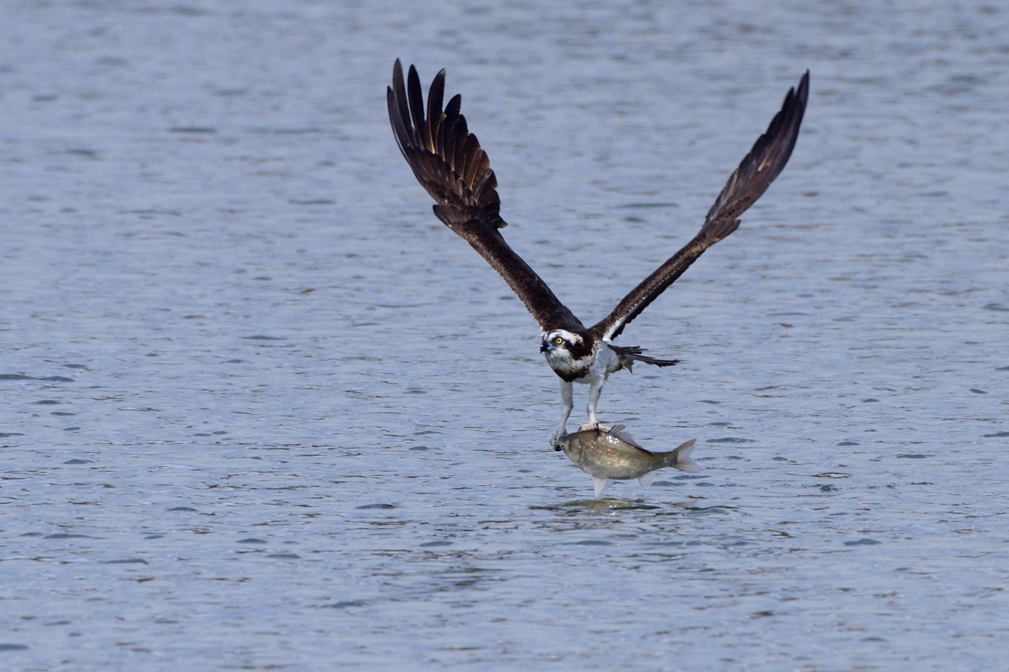 Nikon D7000 + Sigma 500mm F4.5 EX DG HSM sample photo. Osprey photography