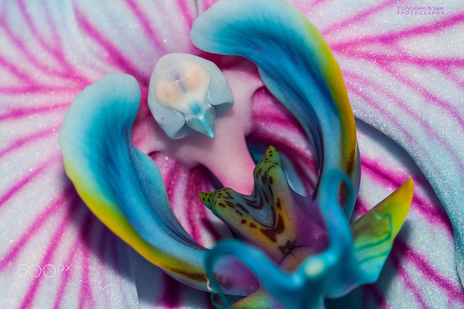 Canon EF 100mm F2.8L Macro IS USM sample photo. Orchid closeup photography