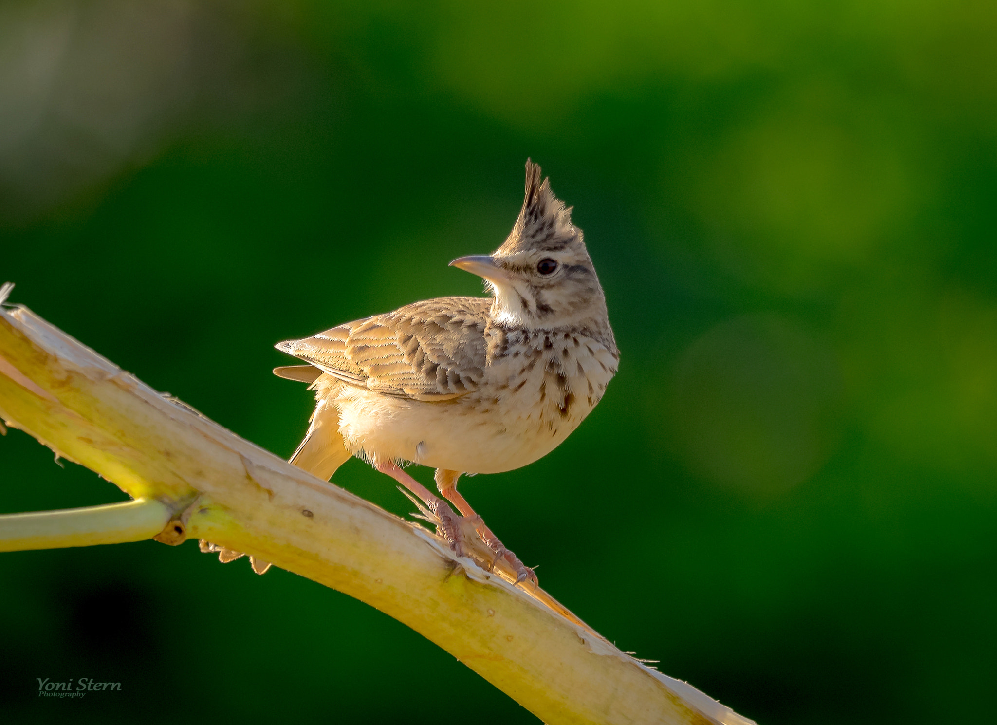 Olympus OM-D E-M1 + M.300mm F4.0 + MC-14 sample photo. Crested lark photography