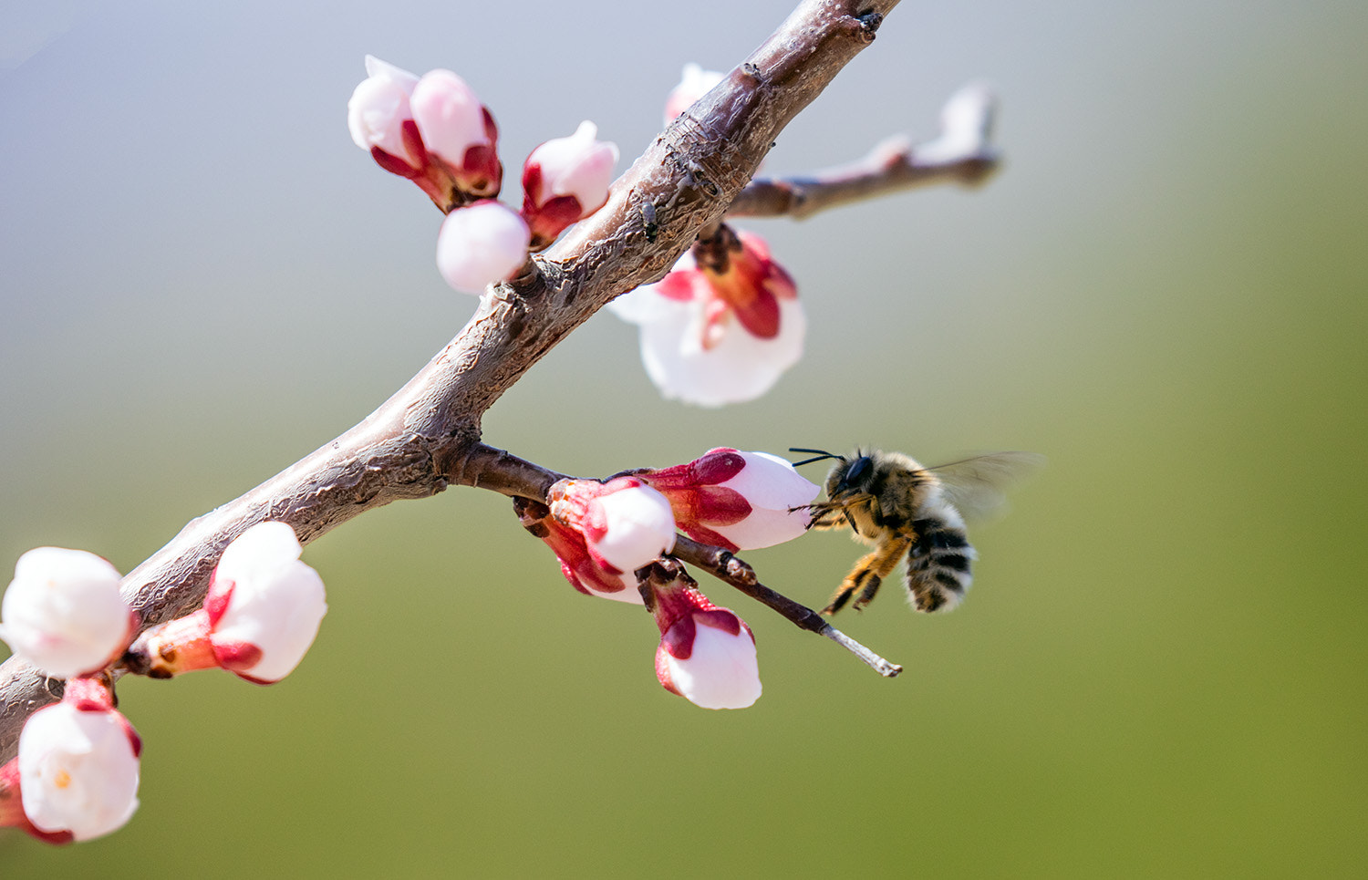 Canon EF 100-400mm F4.5-5.6L IS II USM sample photo. 花 photography