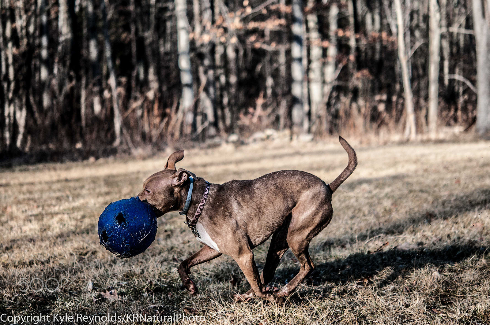Nikon AF-S Micro-Nikkor 60mm F2.8G ED sample photo. Shelter dogs become family photography