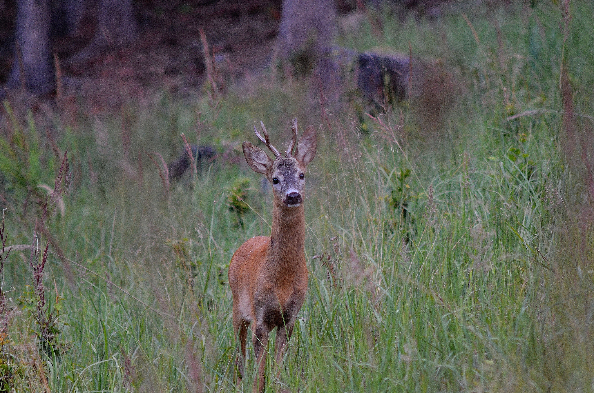 AF Zoom-Nikkor 75-300mm f/4.5-5.6 sample photo. 003 photography