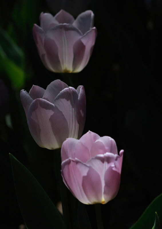 Canon EF 100mm F2.8 Macro USM sample photo