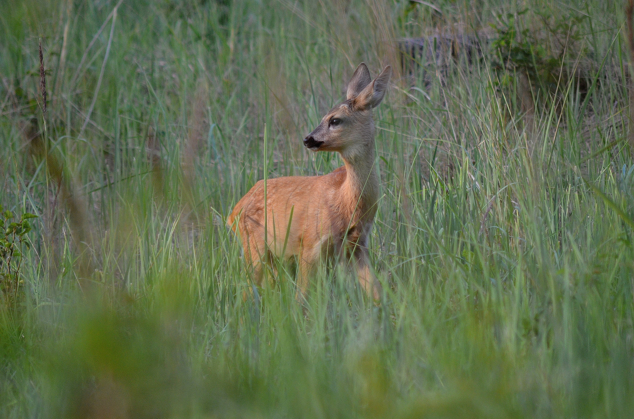 AF Zoom-Nikkor 75-300mm f/4.5-5.6 sample photo. 004 photography