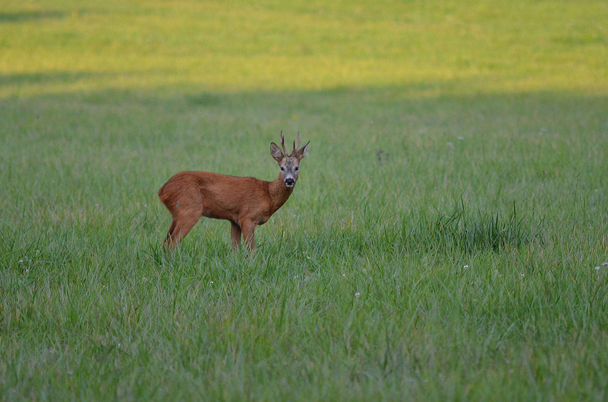 AF Zoom-Nikkor 75-300mm f/4.5-5.6 sample photo. 005 photography