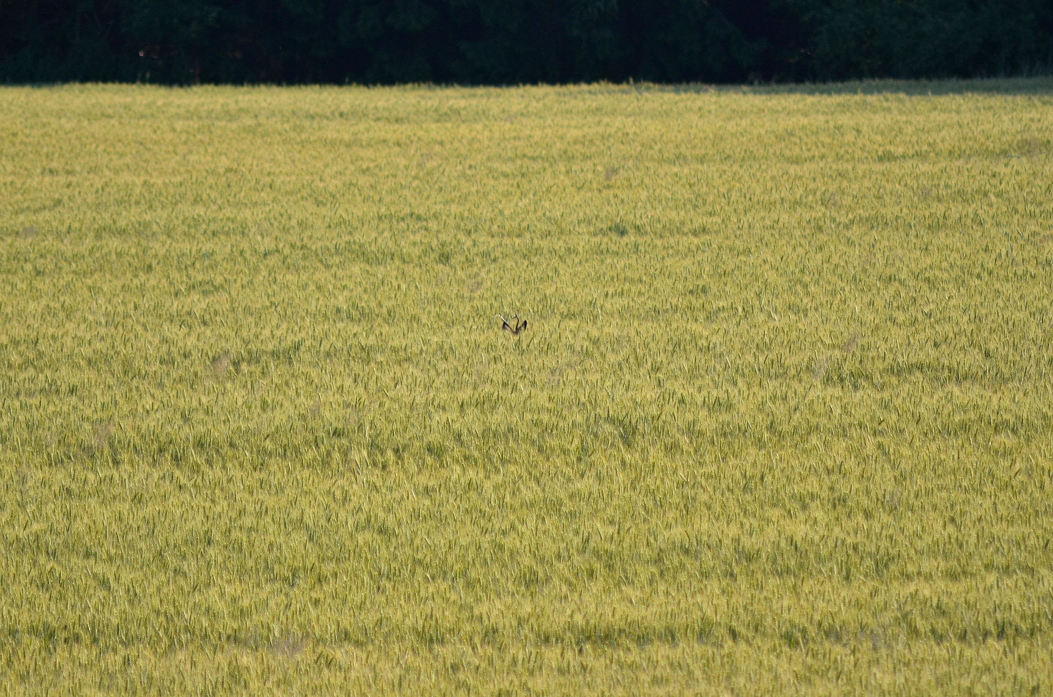 AF Zoom-Nikkor 75-300mm f/4.5-5.6 sample photo. 007 photography