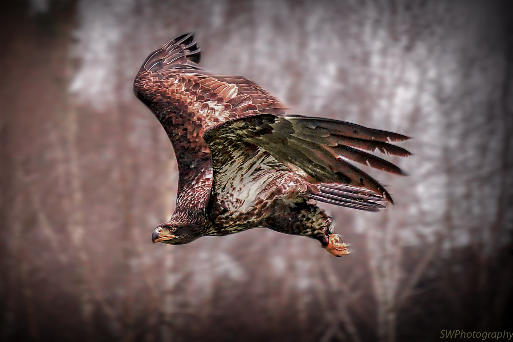 Sony E 55-210mm F4.5-6.3 OSS sample photo. Bald eagle in flight ii photography