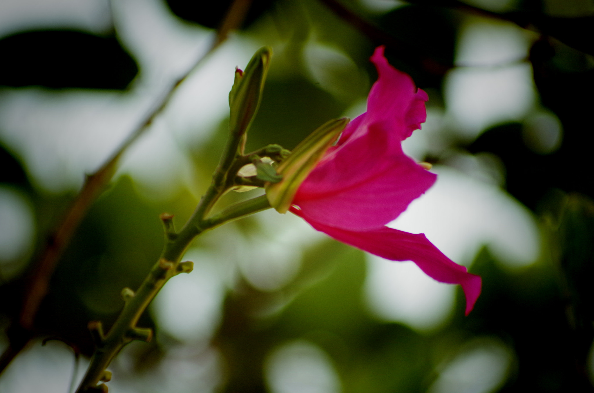 smc PENTAX-FA 70-200mm F4-5.6 sample photo. My country got this photography