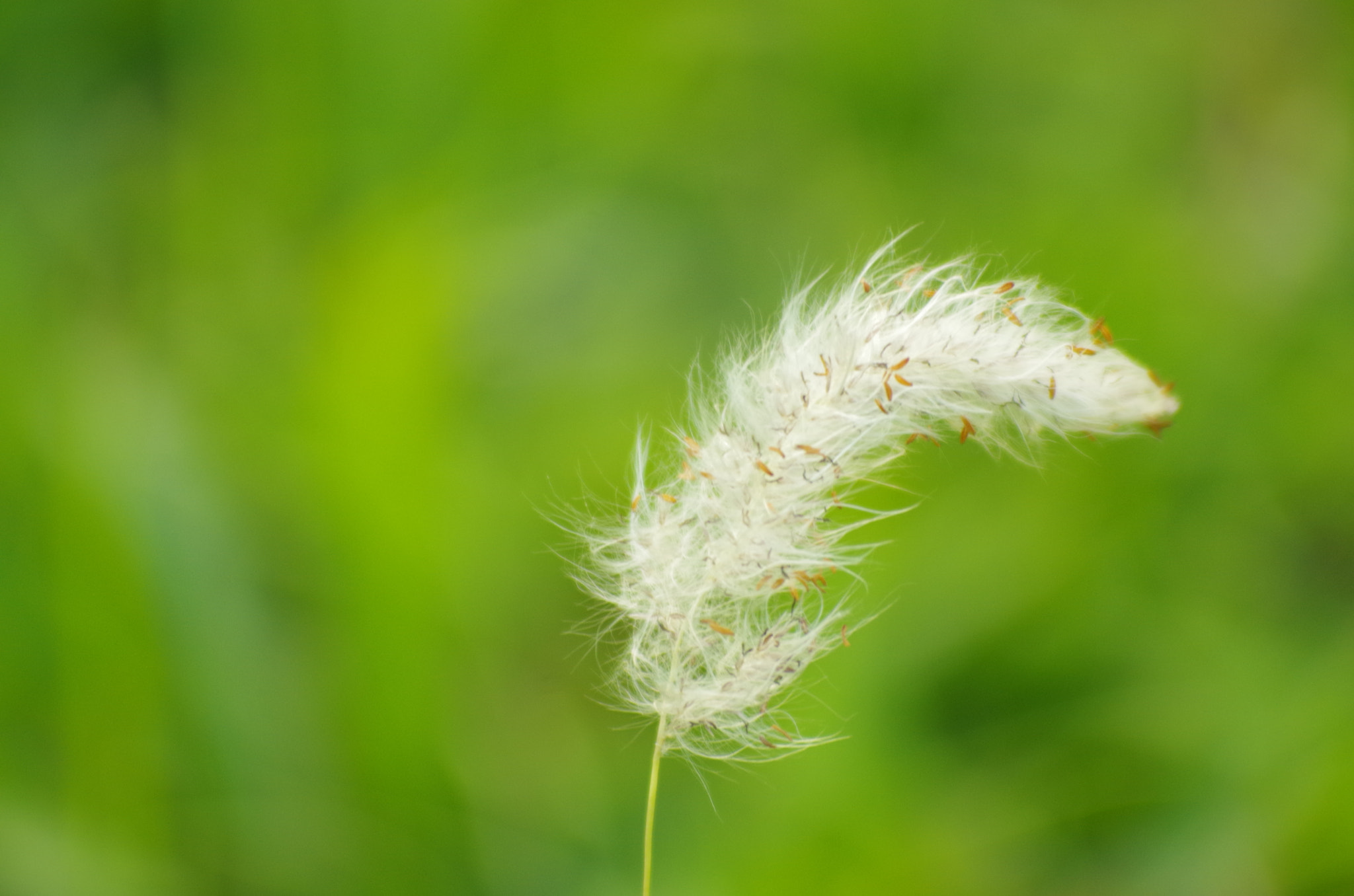 smc PENTAX-FA 70-200mm F4-5.6 sample photo. My country got this photography
