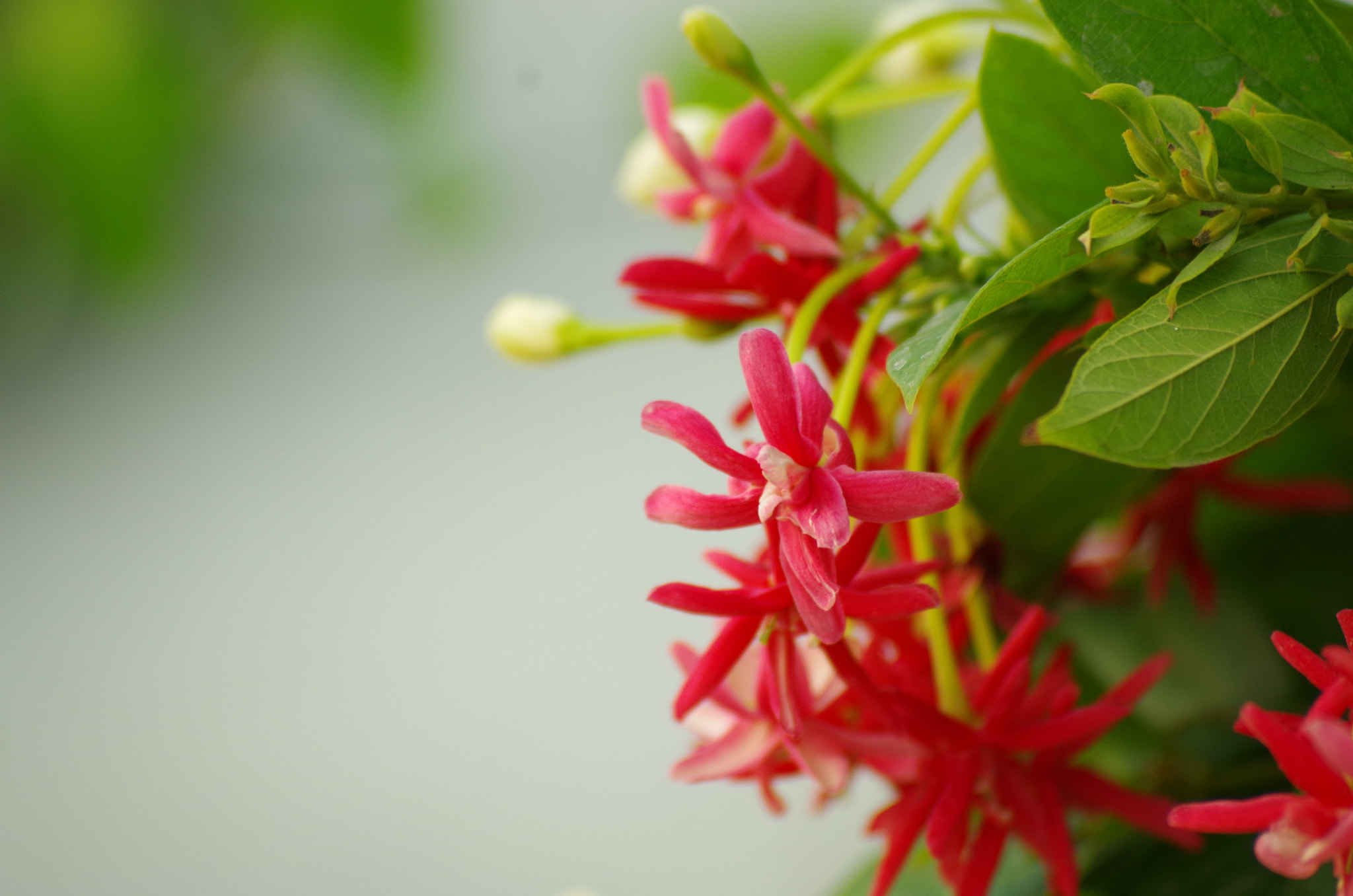 smc PENTAX-FA 70-200mm F4-5.6 sample photo. My country got this photography