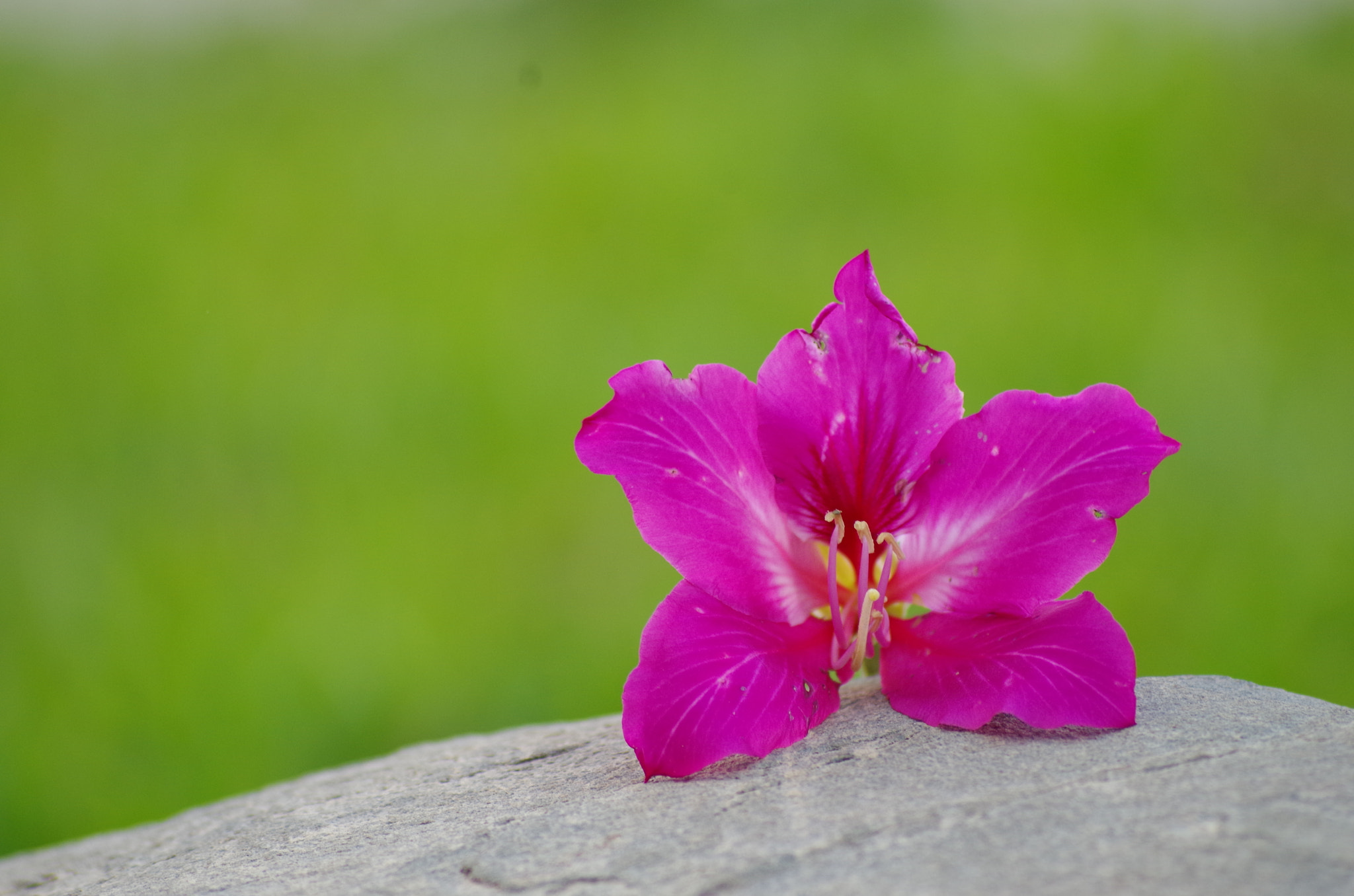 Pentax K-50 + smc PENTAX-FA 70-200mm F4-5.6 sample photo. My country got this photography