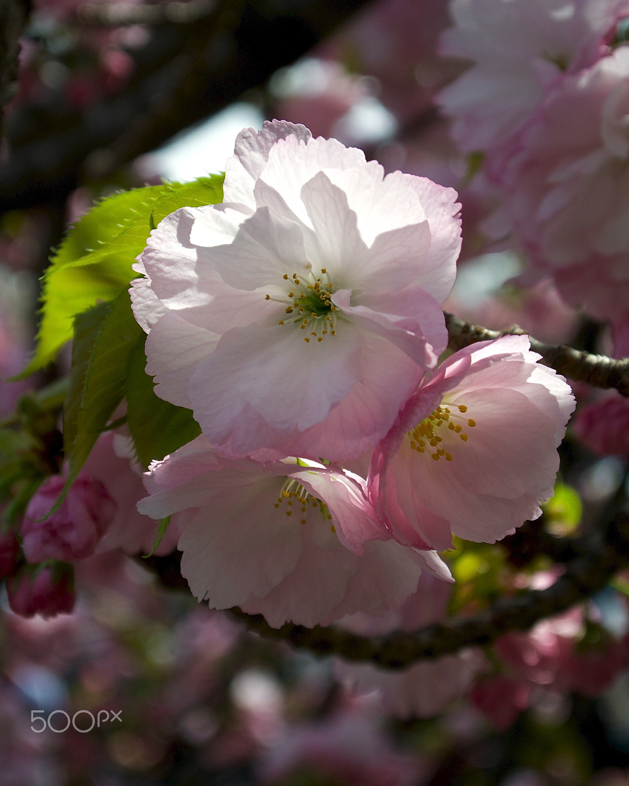 Nikon 1 J2 sample photo. Osaka mint bureau cherry blossoms photography
