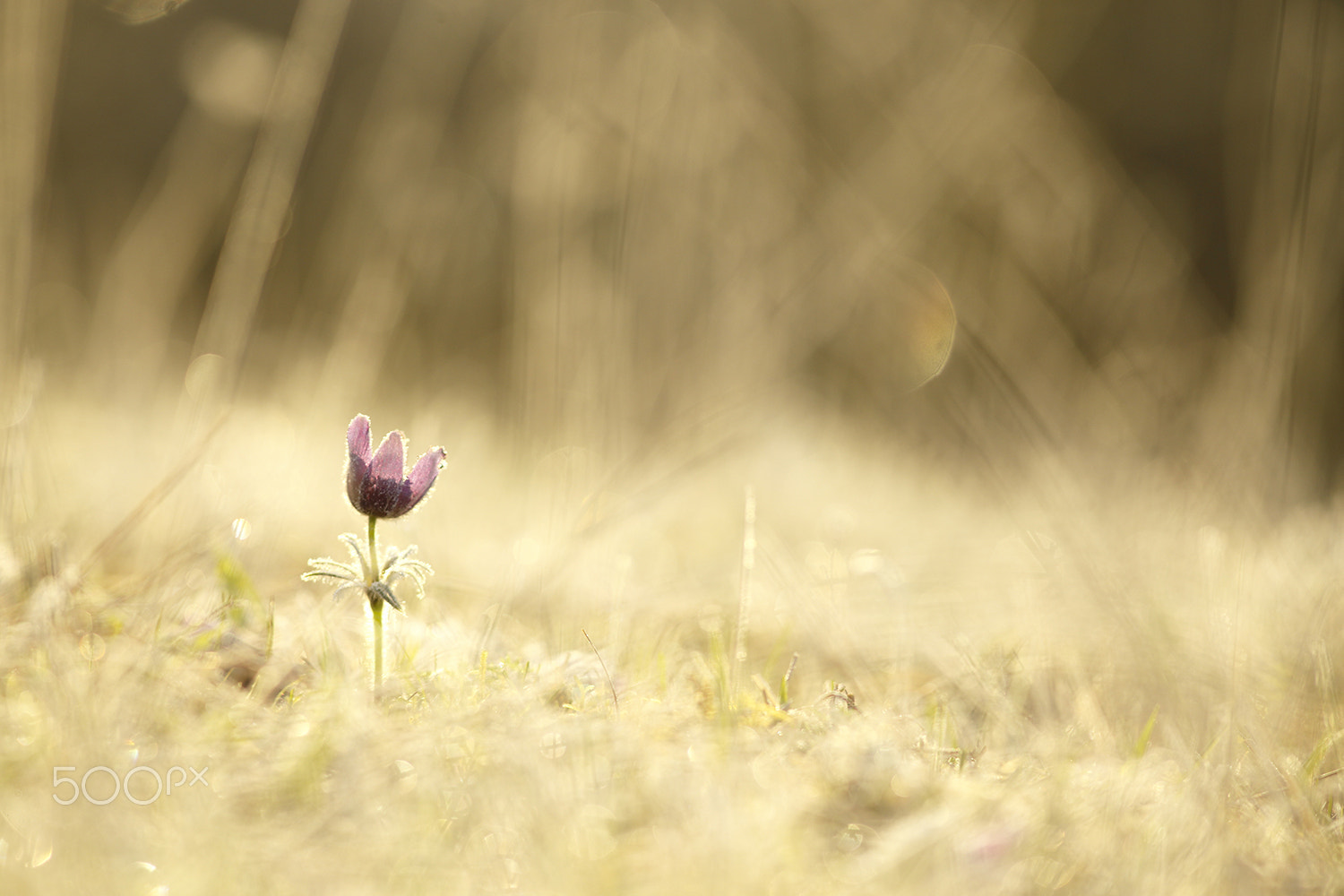 Canon EF 300mm F4L IS USM sample photo. Another one photography