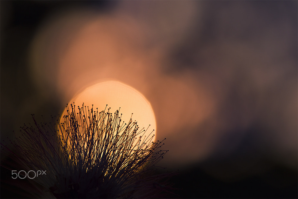 Canon EOS-1D Mark IV sample photo. An ode to the sun photography