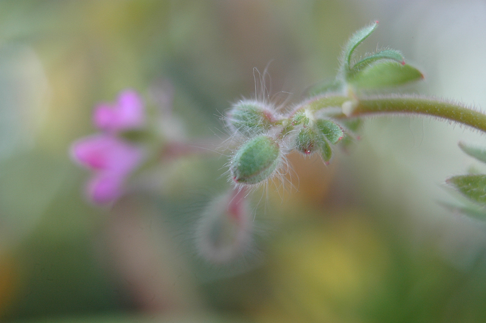 AF Zoom-Nikkor 35-70mm f/3.3-4.5 N sample photo. # photography