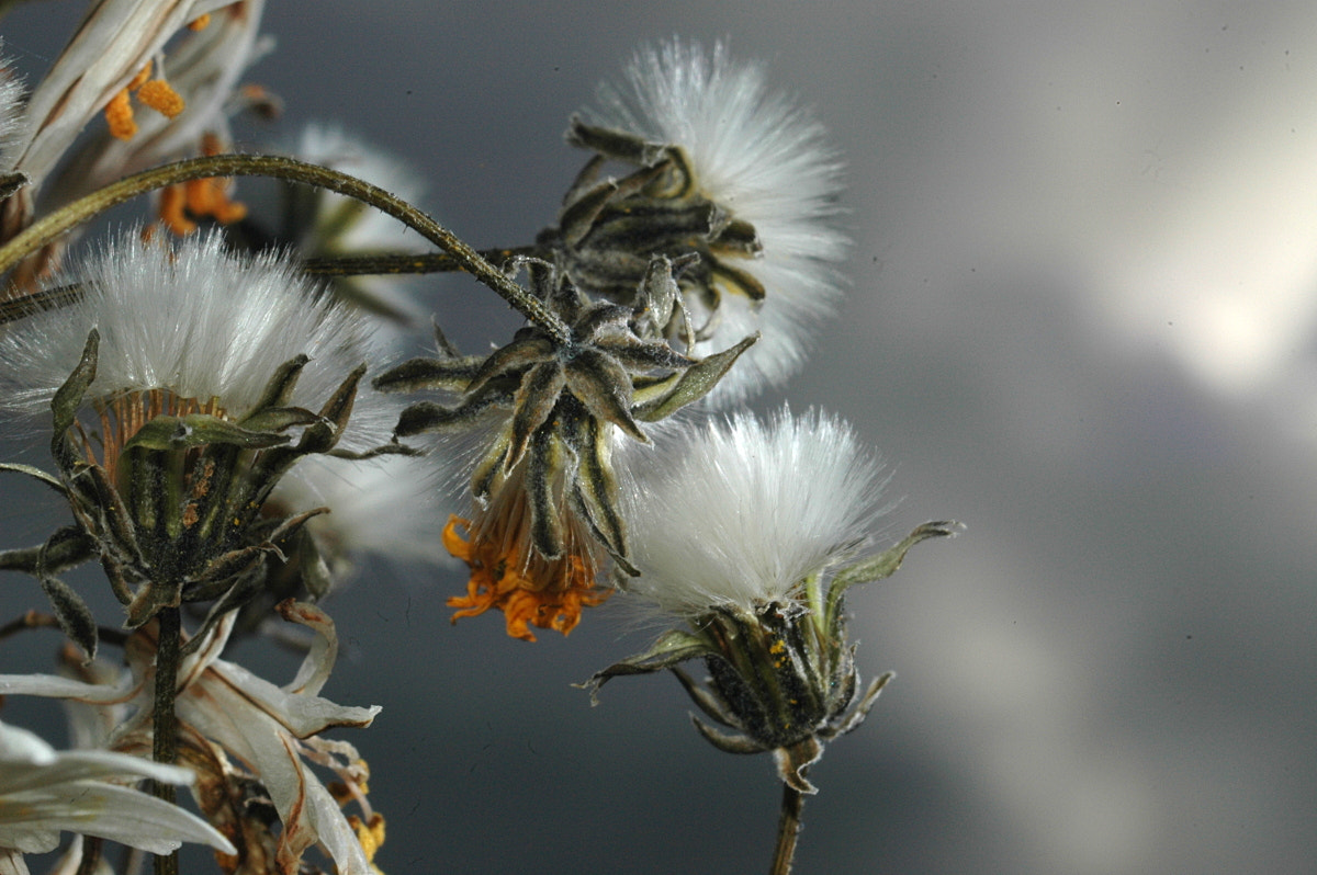 AF Zoom-Nikkor 35-70mm f/3.3-4.5 N sample photo. # photography