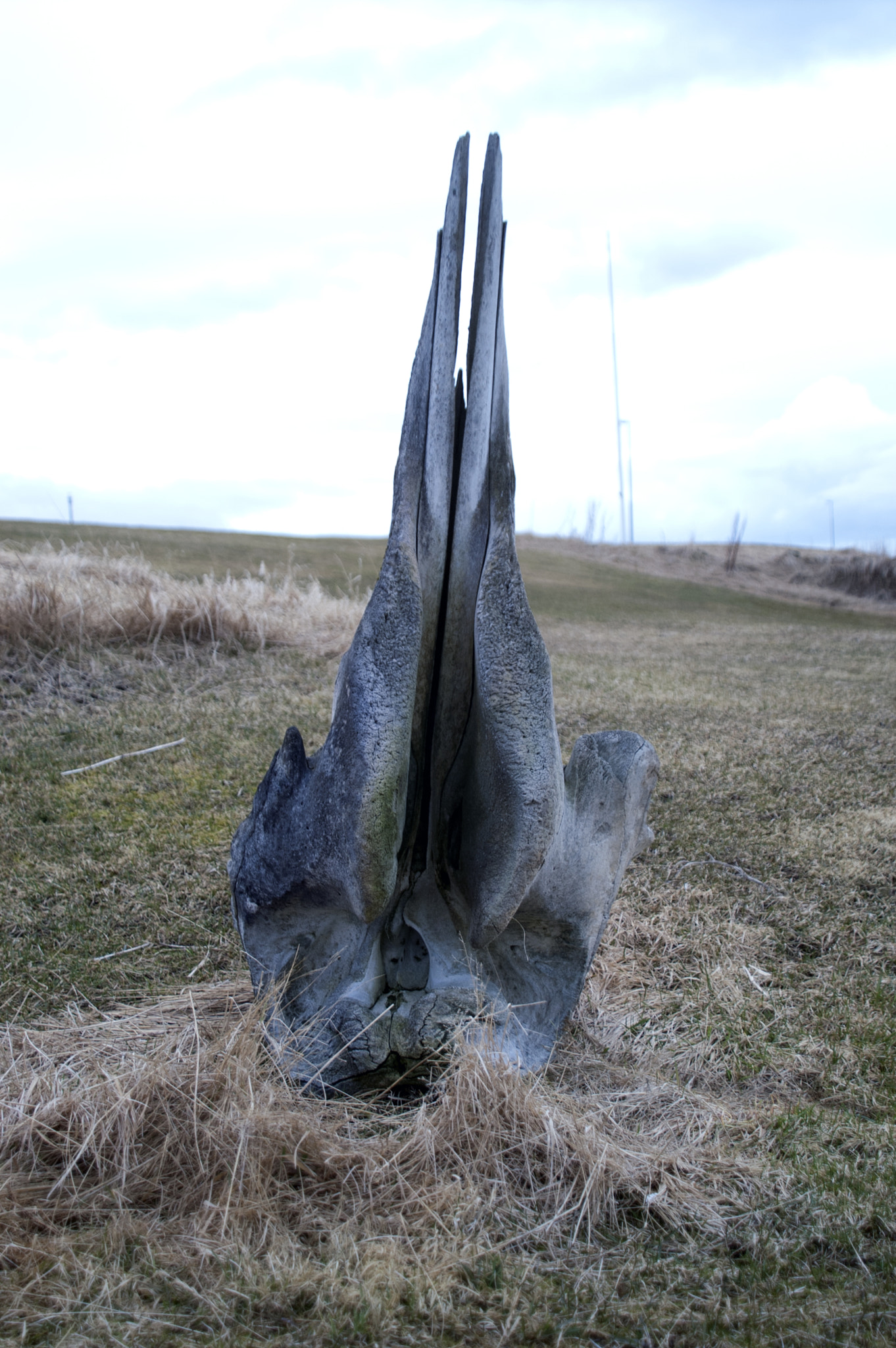 KONICA MINOLTA MAXXUM 5D sample photo. Whale bone the other side photography