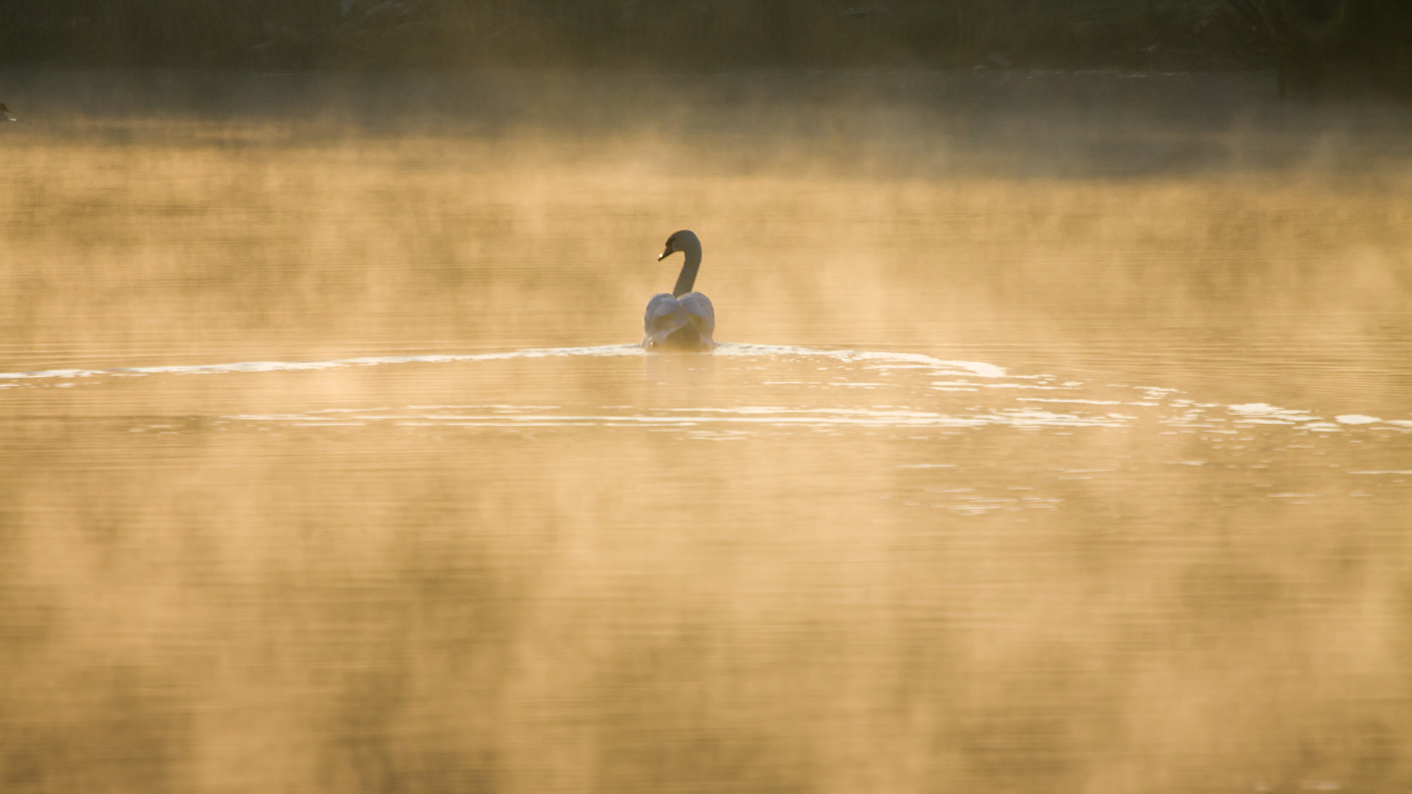 Canon EF 70-200mm F4L USM sample photo. In the fog. photography