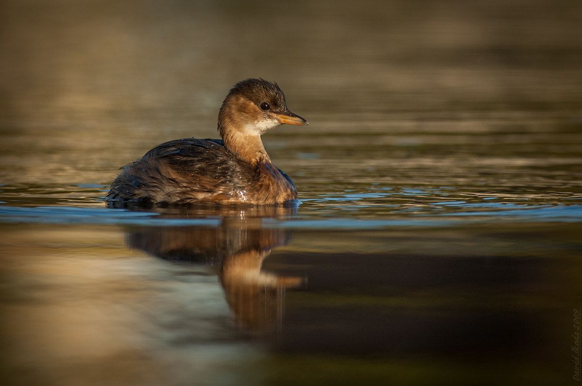 Nikon D70s + Nikon AF-S Nikkor 300mm F4D ED-IF sample photo. Little grebe photography