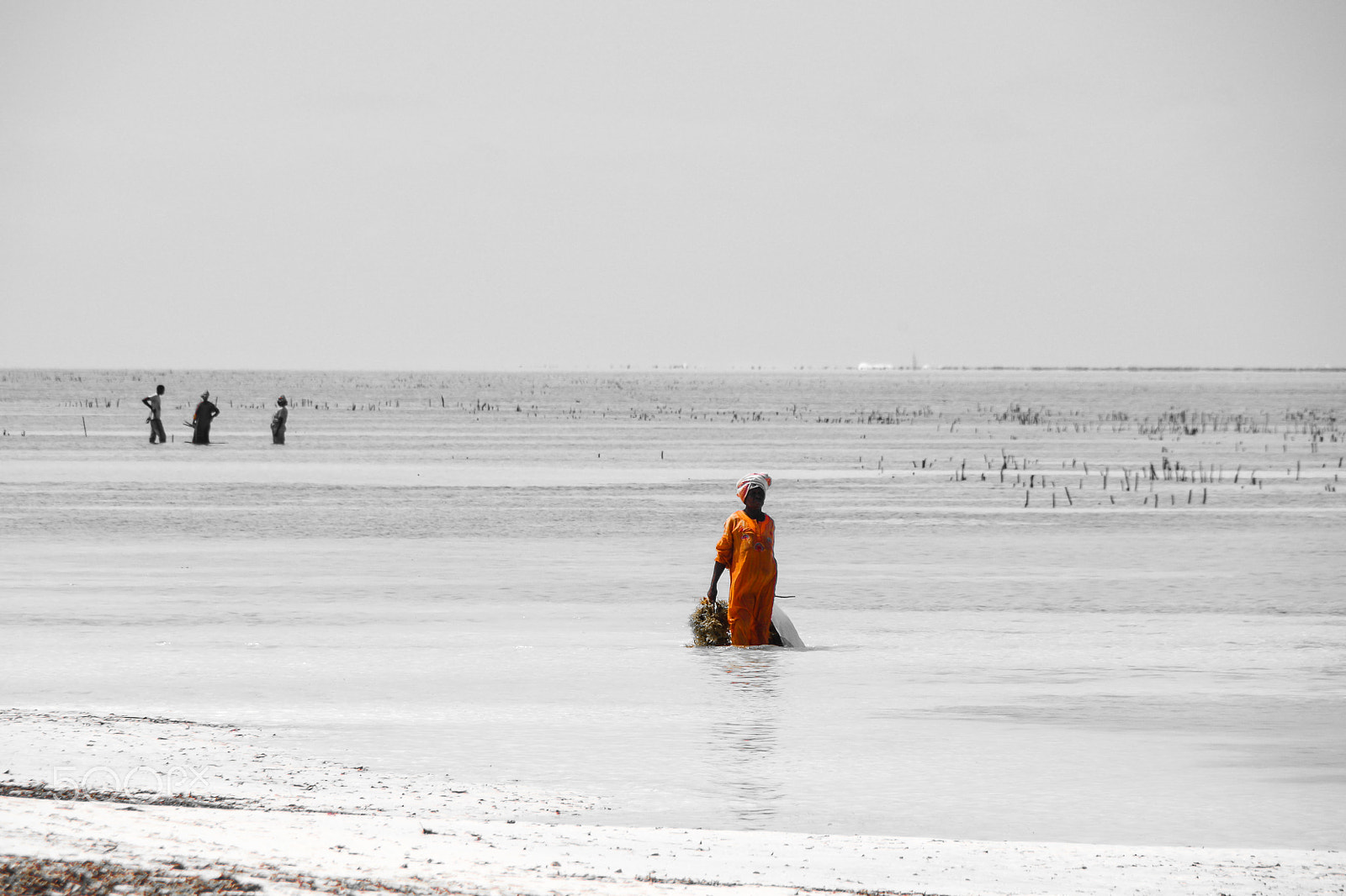 Pentax K-30 sample photo. Collecting weed in zanzibar photography