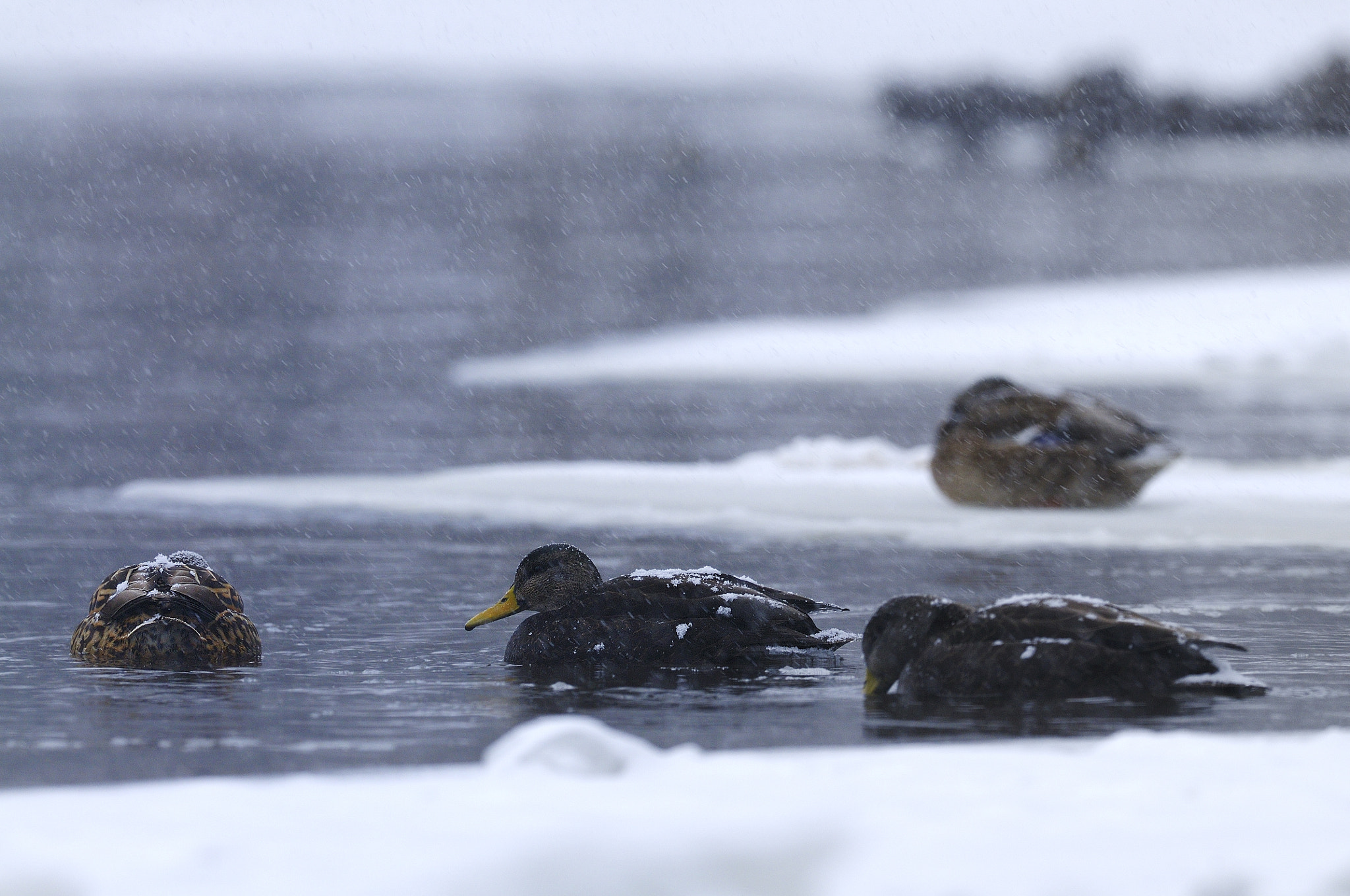 Nikon D300S + Nikon AF-S Nikkor 500mm F4G ED VR sample photo. Canard noir - american black duck photography