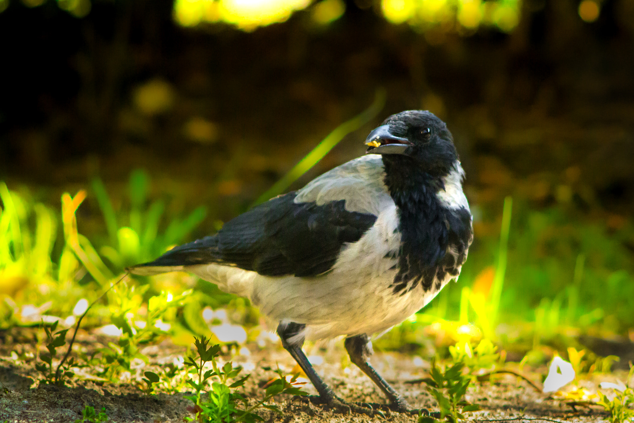 Canon EF 200mm f/2.8L II + 2x sample photo. The crow and grass photography