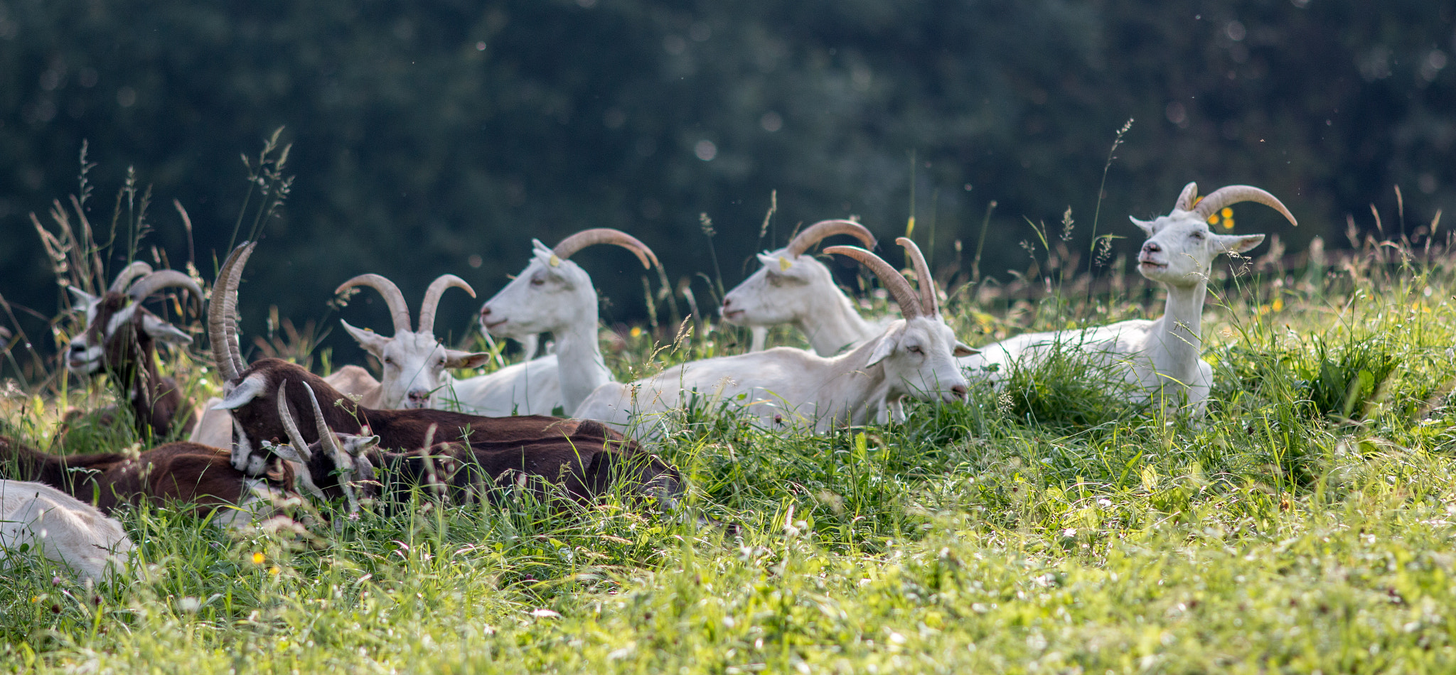 Canon EOS 70D + Canon EF 200mm F2.8L II USM sample photo. Herd at rest photography