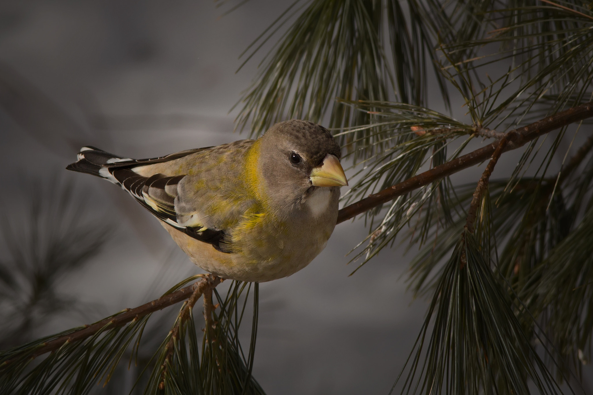 Canon EF 300mm F4L IS USM sample photo. Evening grosbeak 5616 photography