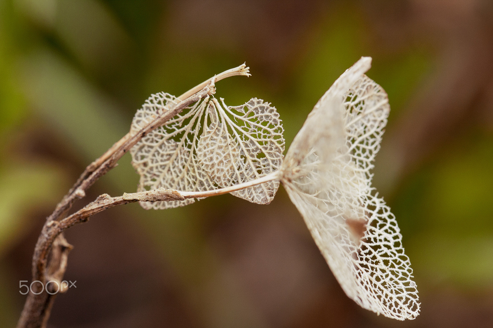 Sigma 105mm F2.8 EX DG OS HSM sample photo. Hydrangea leaf photography