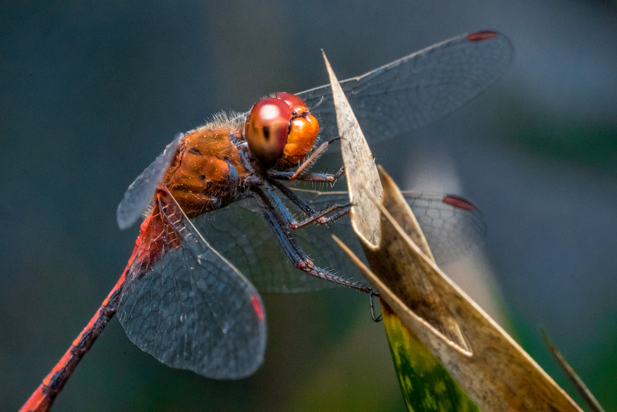 Sony a7S + Sony FE 90mm F2.8 Macro G OSS sample photo. Dragon fly photography