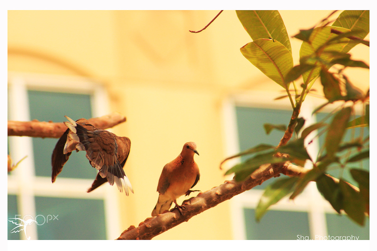 Canon EF 55-200mm F4.5-5.6 II USM sample photo. Love photography