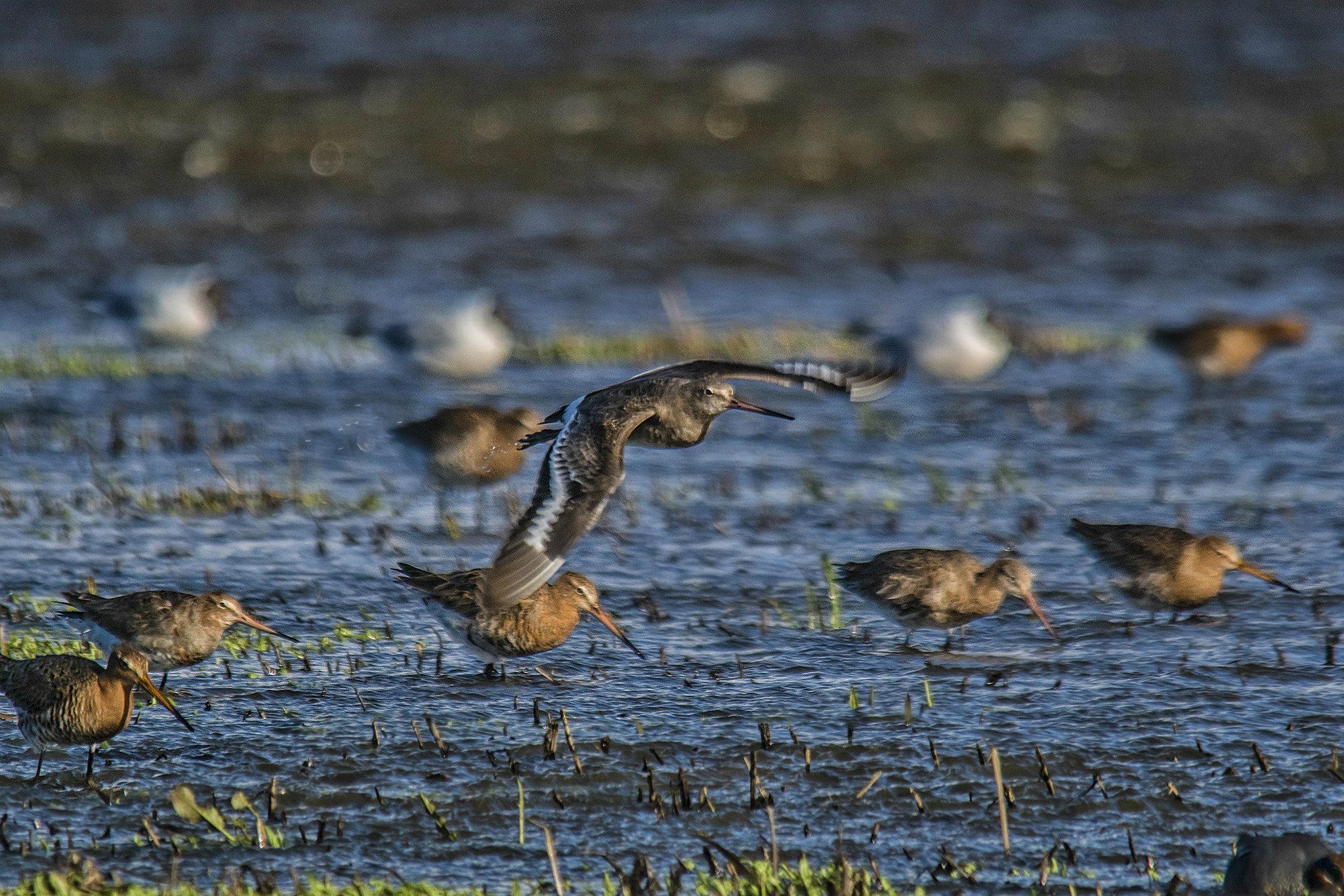 Sigma 150-500mm F5-6.3 DG OS HSM sample photo. They are back! photography