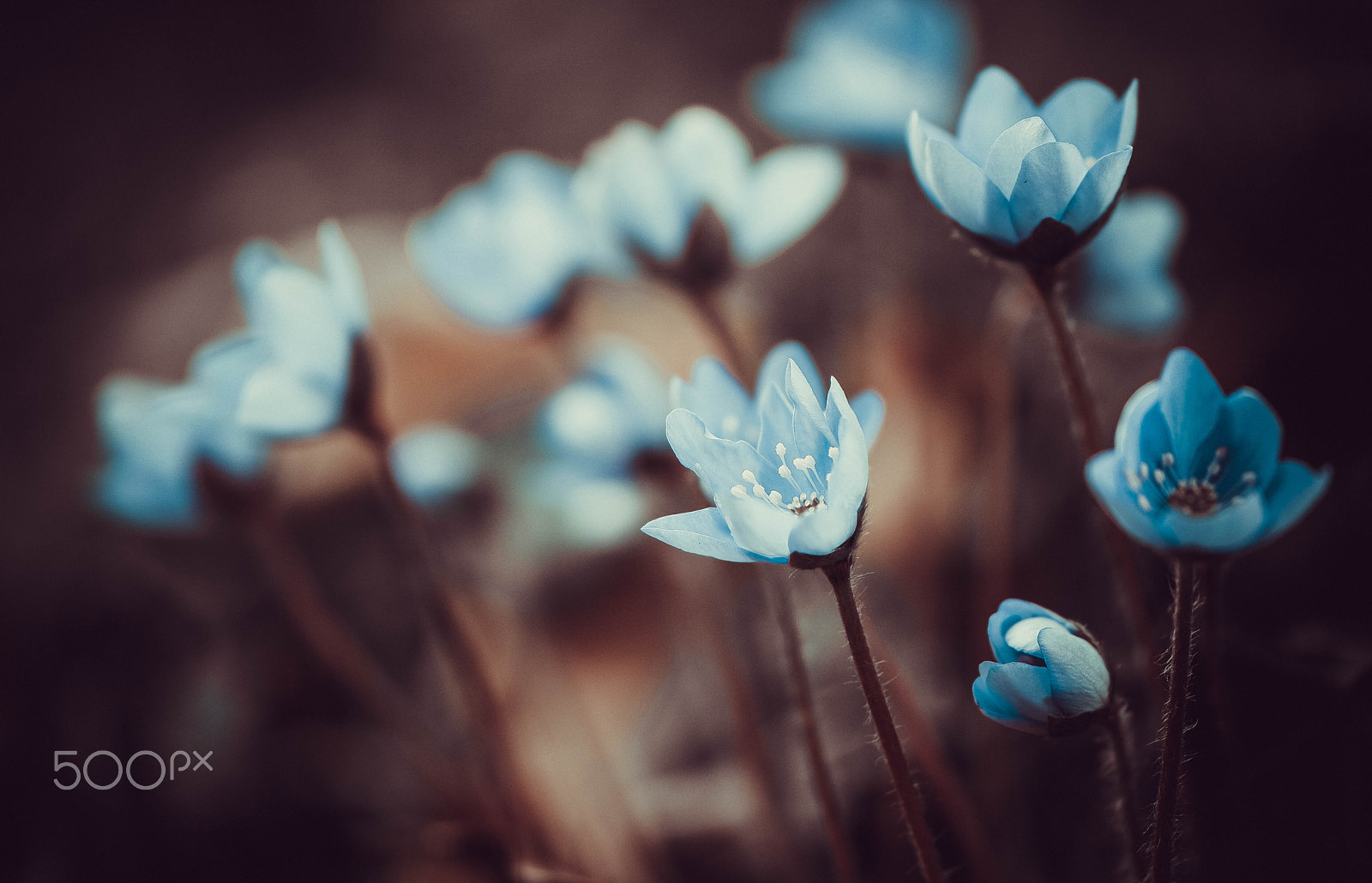 Samsung NX1 + NX 60mm F2.8 Macro sample photo. Little flowers photography