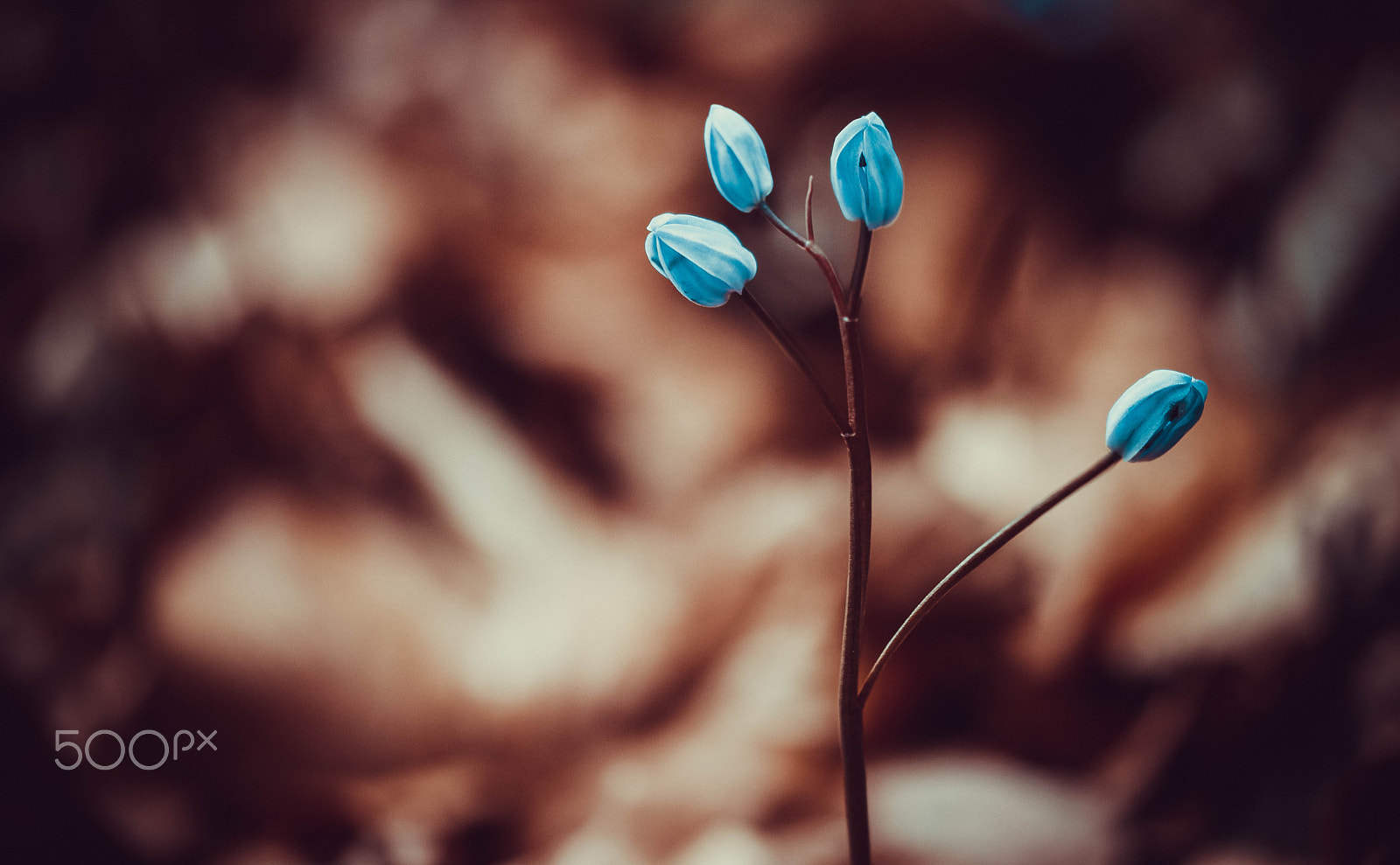 Samsung NX1 + NX 60mm F2.8 Macro sample photo. Little flowers 2 photography