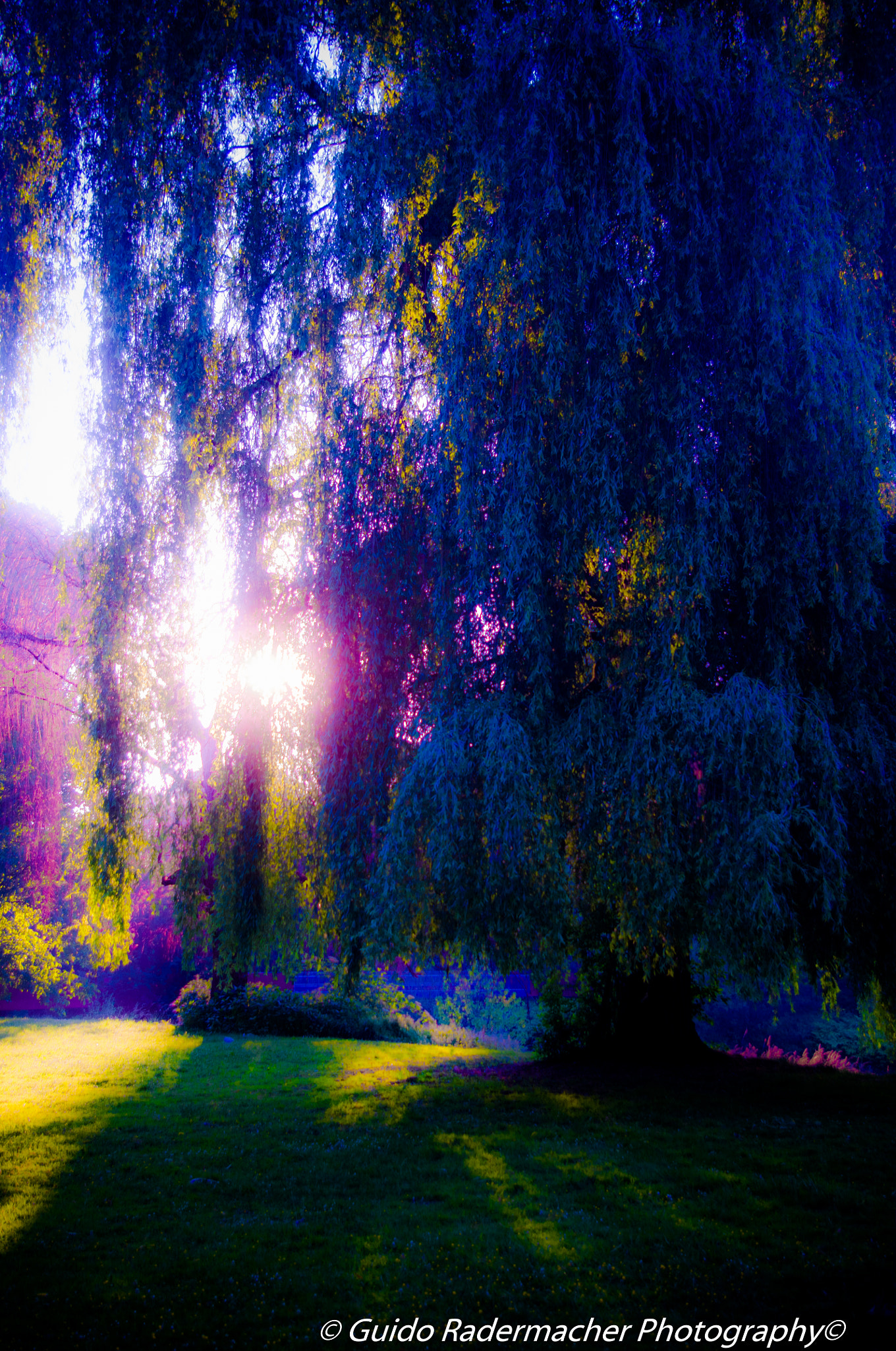 Pentax K-x sample photo. Dream tree photography