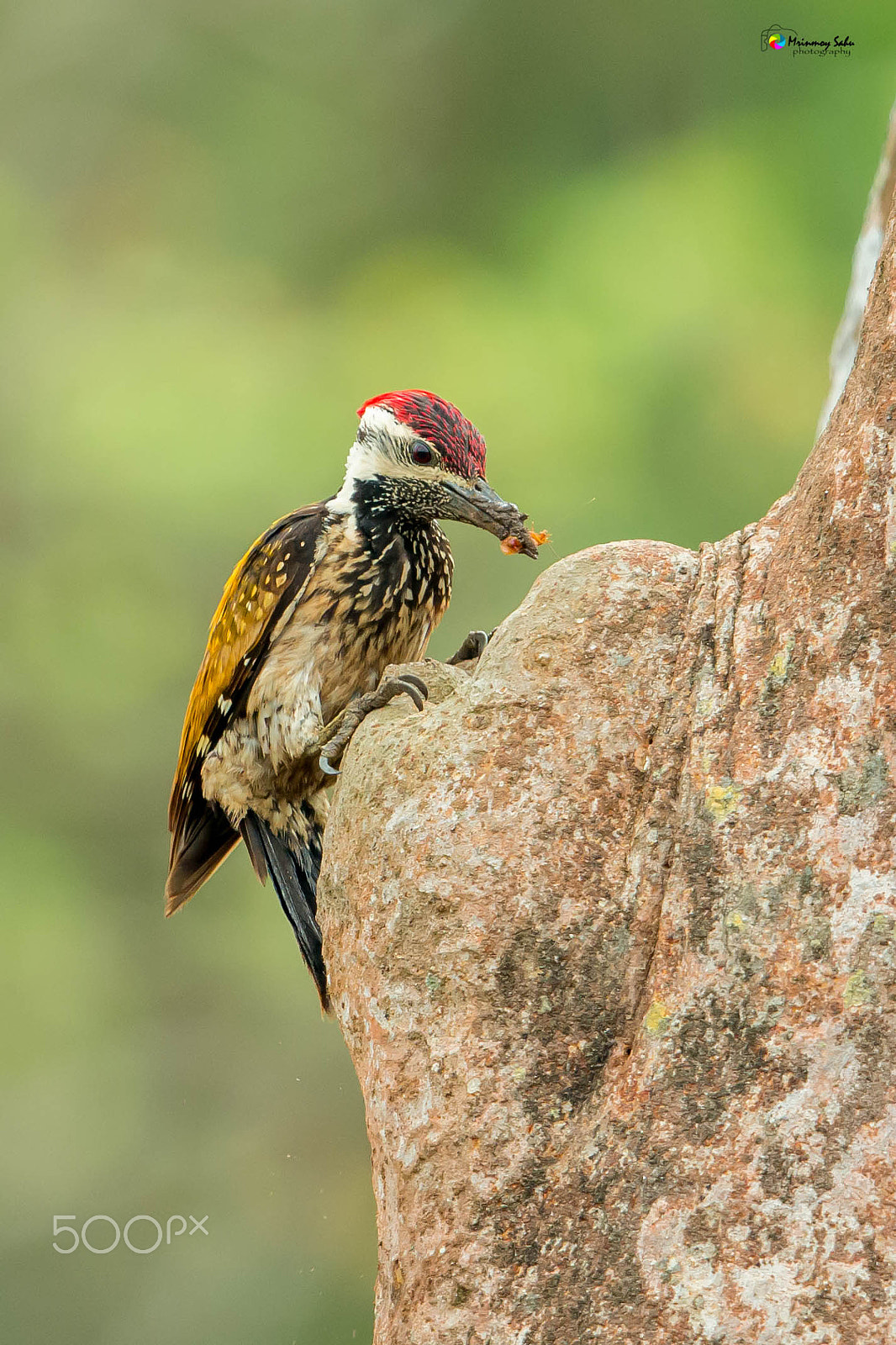 Canon EF 500mm F4L IS II USM sample photo. Black-rumped flameback photography