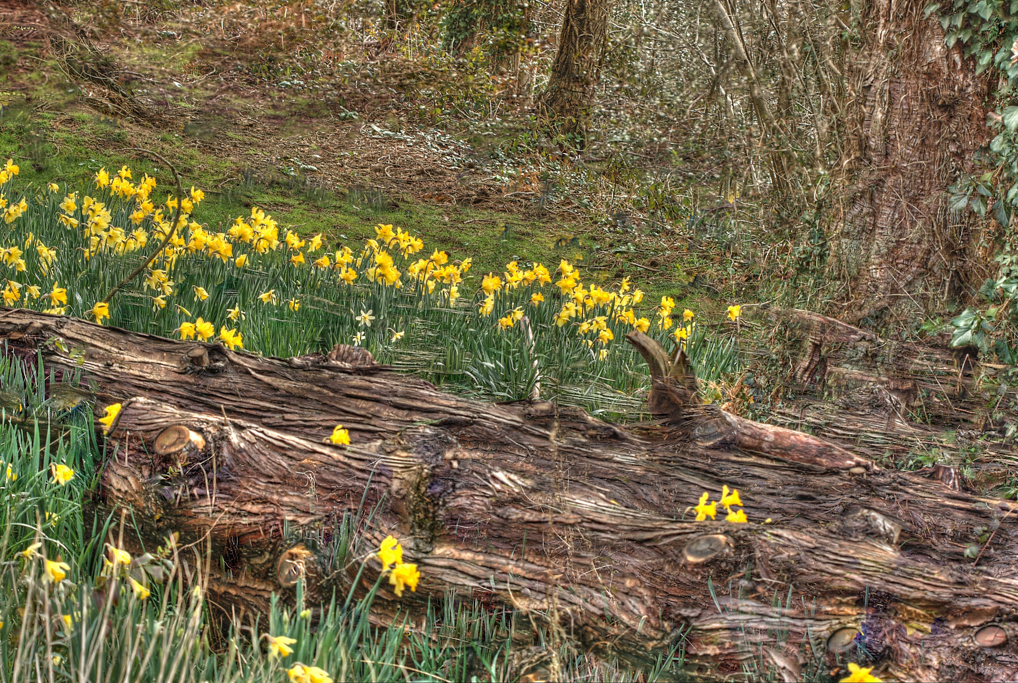 Canon EF 100mm F2.8 Macro USM sample photo. Daffodil dream photography