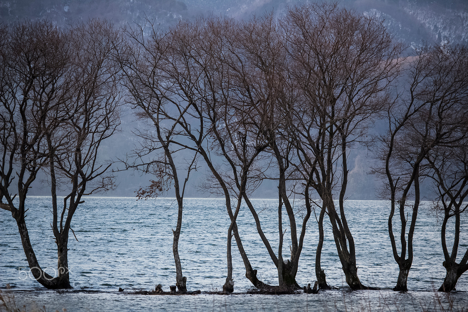 Canon EOS 700D (EOS Rebel T5i / EOS Kiss X7i) + Canon EF-S 55-250mm F4-5.6 IS STM sample photo. Flooded trees photography