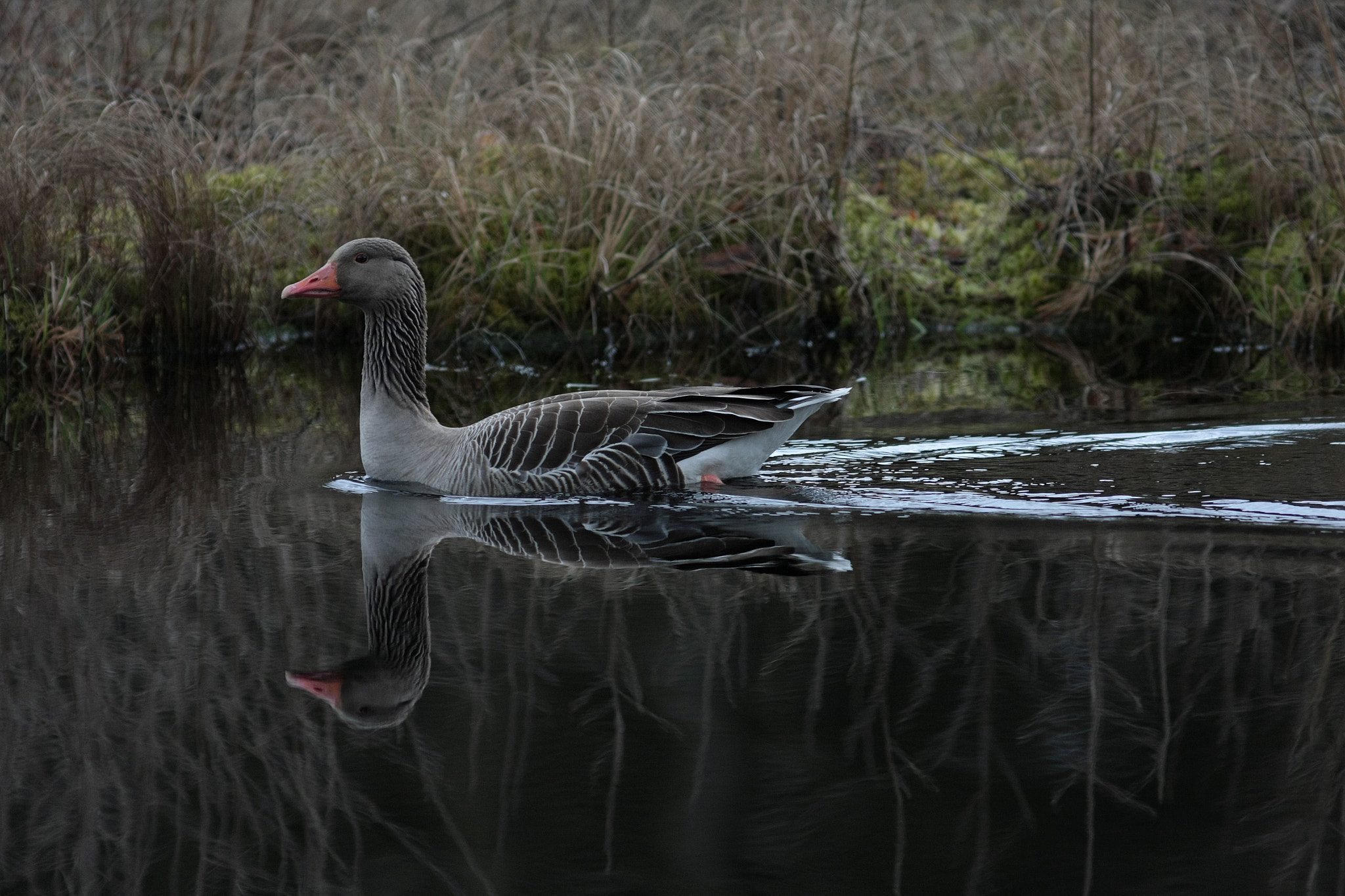 Canon EOS 40D + Canon EF 300mm F4L IS USM sample photo. Goose photography