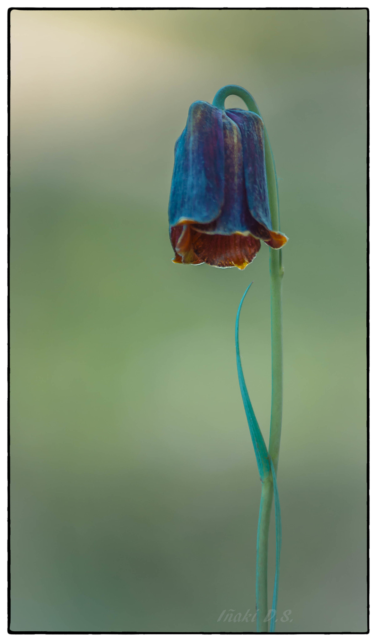 smc PENTAX-DA L 50-200mm F4-5.6 ED sample photo. Campanilla photography