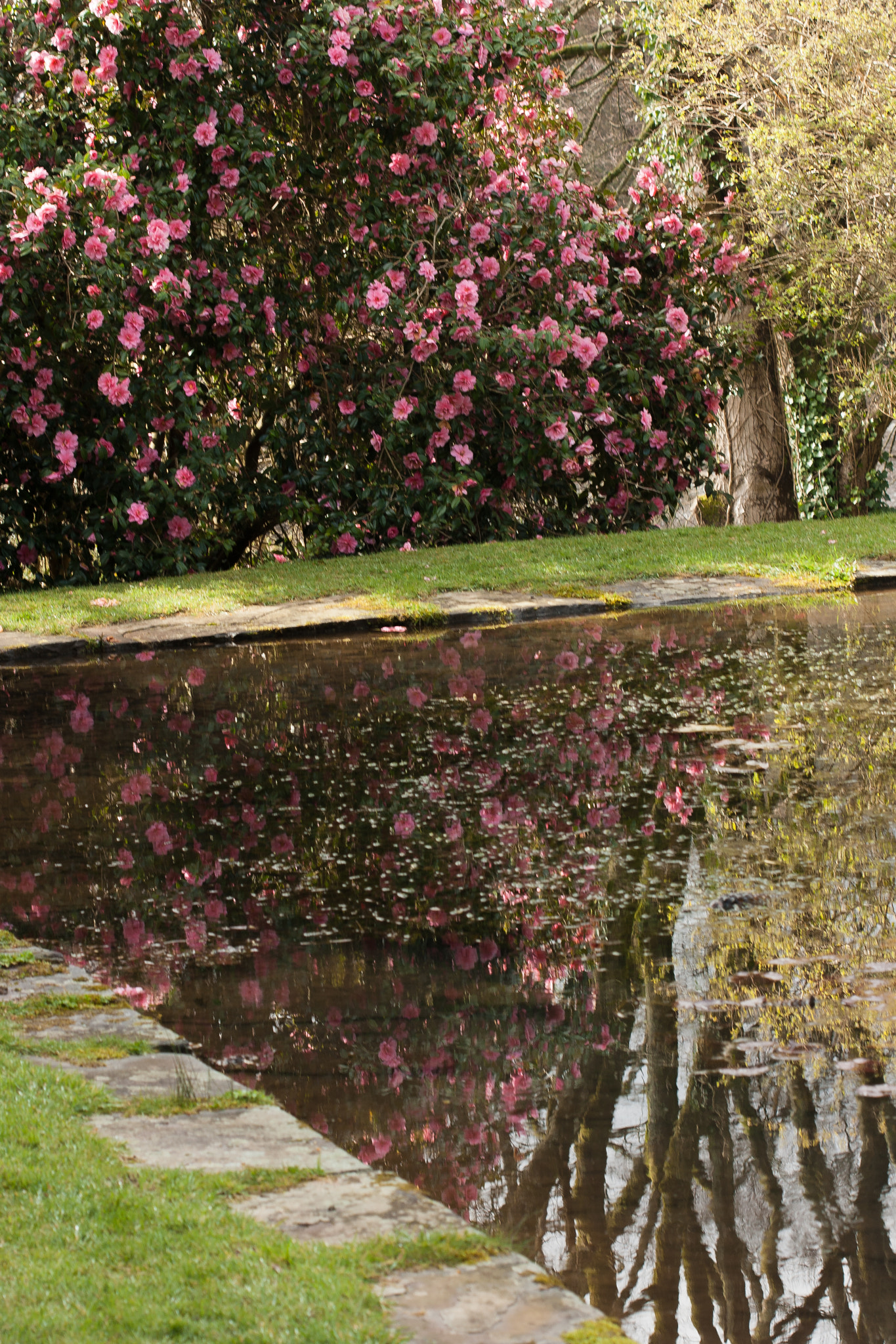 Canon EF 100mm F2.8 Macro USM sample photo. Reflections at springtime photography