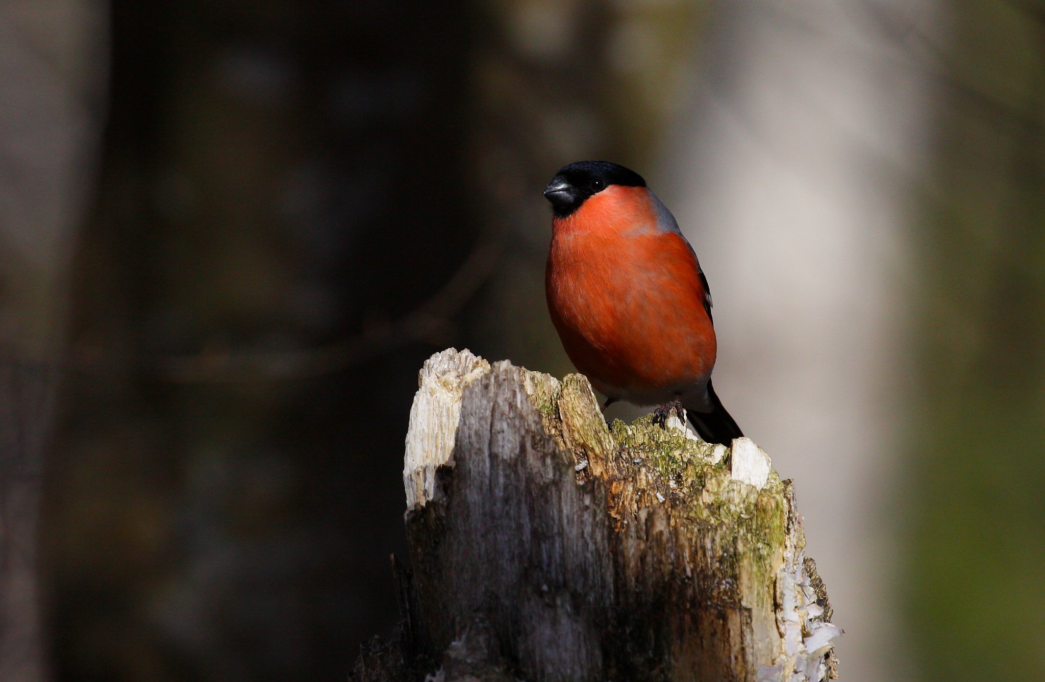 Canon EF 100-400mm F4.5-5.6L IS II USM sample photo. Bullfinch photography