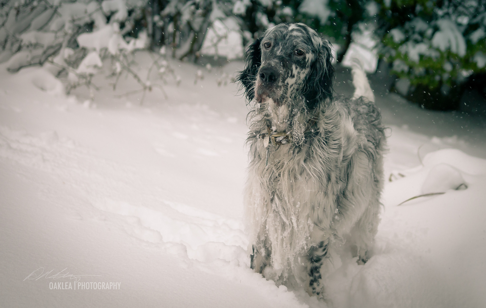 Panasonic Lumix DMC-GX1 sample photo. Snow play photography