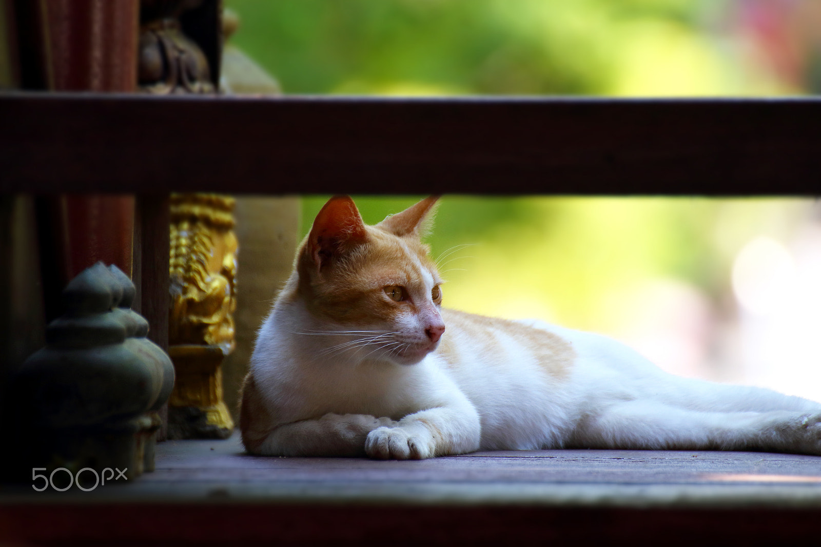 Canon EOS 7D Mark II + Tamron SP 70-300mm F4-5.6 Di VC USD sample photo. Cat sleep on the stair photography
