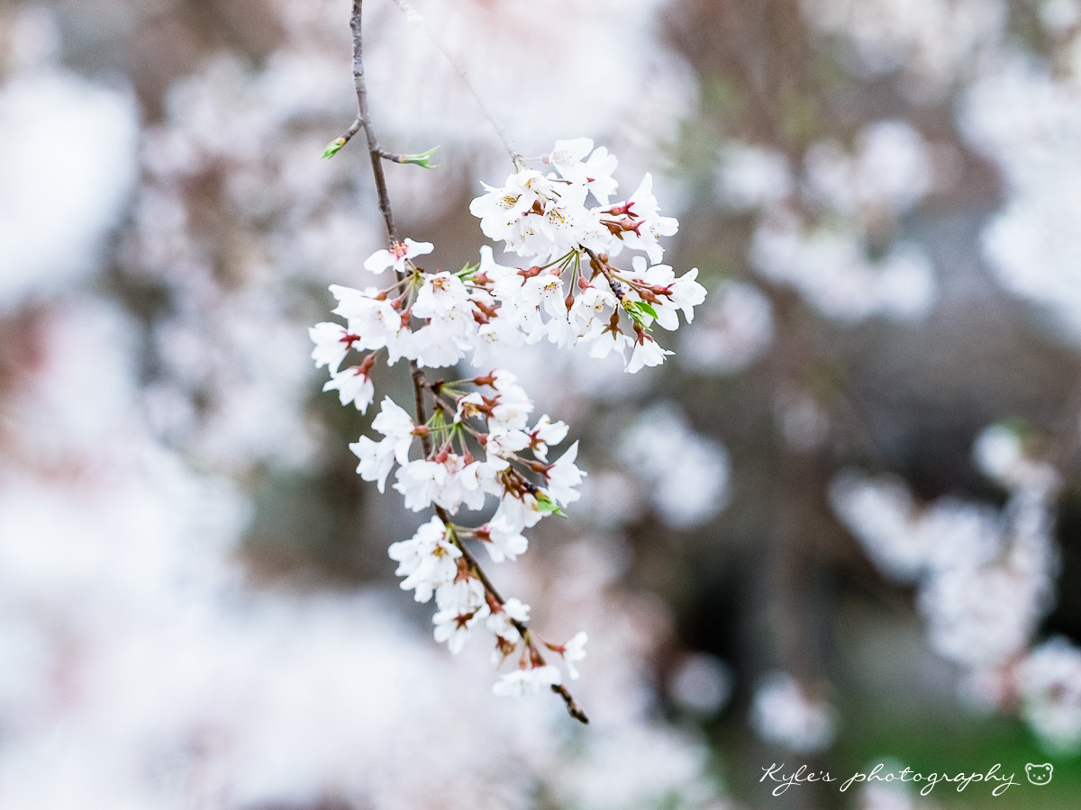 Olympus E-30 + Sigma 150mm F2.8 EX DG Macro HSM sample photo. 枝垂櫻 photography