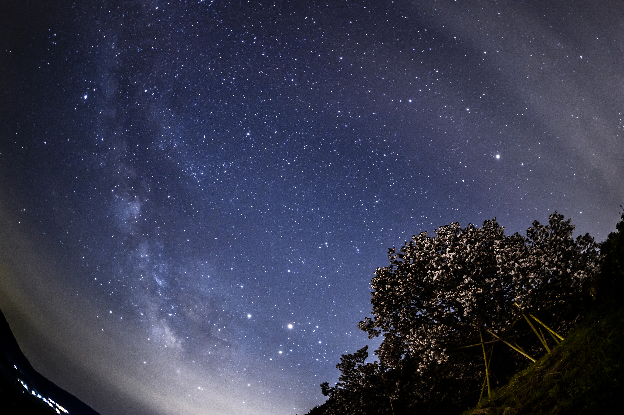 Nikon Df + Sigma 15mm F2.8 EX DG Diagonal Fisheye sample photo. Dreamin' cherryblossom photography