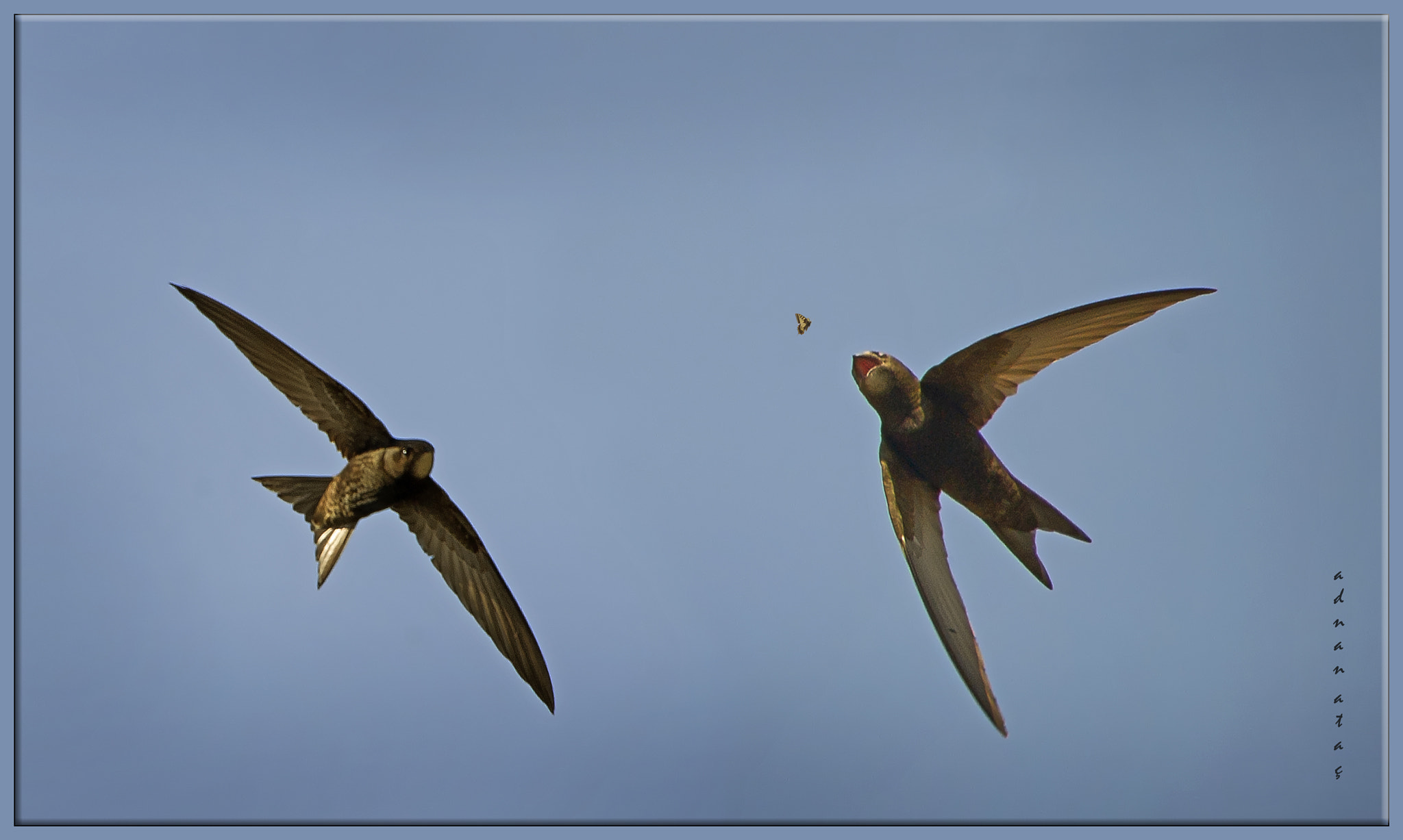 Sigma 50-500mm F4.5-6.3 DG OS HSM sample photo. Ebabil - apus apus - swift photography